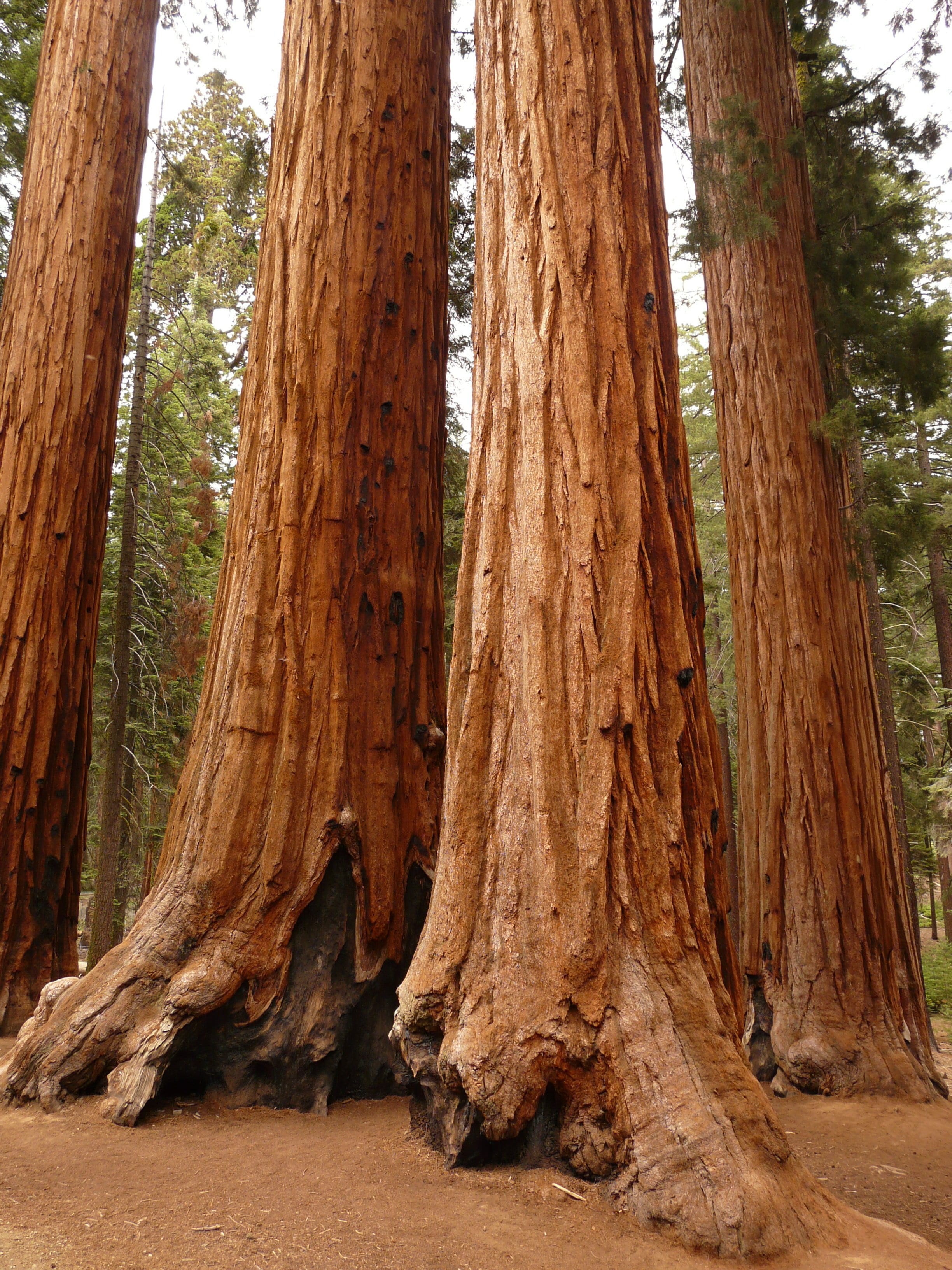 outdoors, environment, no people, tree trunk, growth, forest, wood - material, brown, tranquility, bark, travel destinations, woodland, wood, sequoia, plant, Phone HD Wallpaper