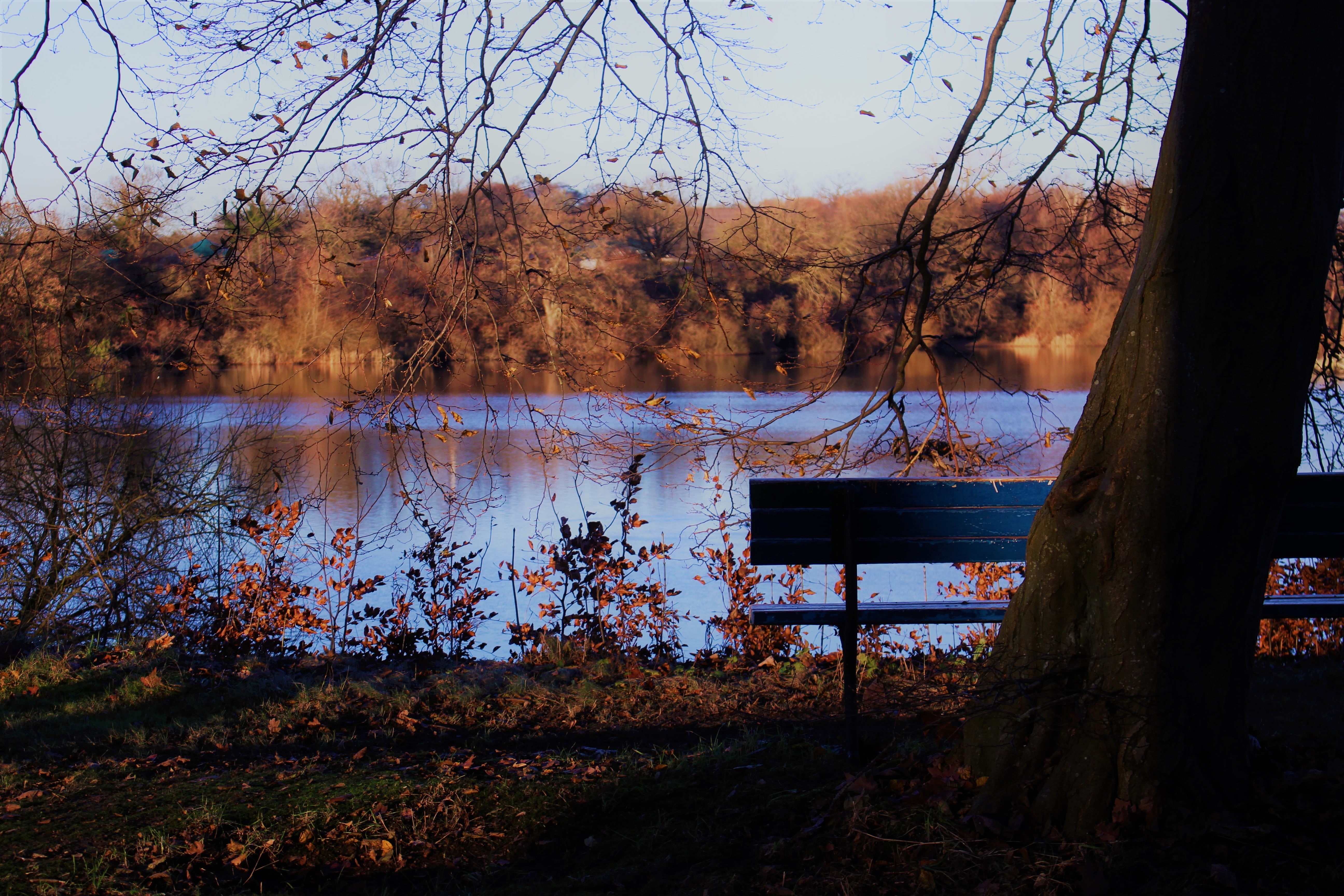 black, banks, forest, tranquil scene, tree bark, water, non-urban scene, plant, lake, house, fall, nature, change, sky, tranquility, scenics - nature, trunk, HD Wallpaper