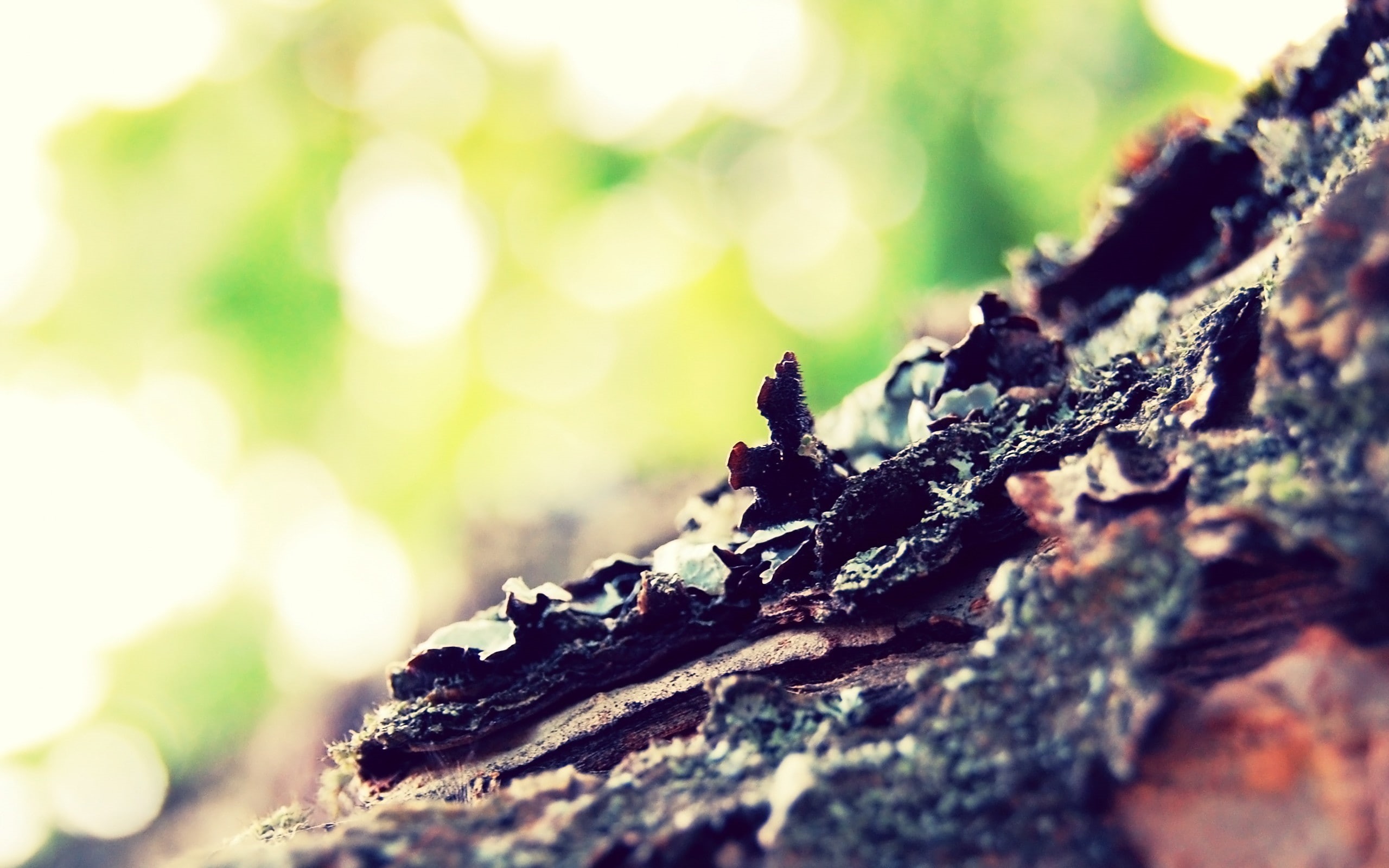 nature, trees, photography, 2K, depth of field, bark, HD Wallpaper