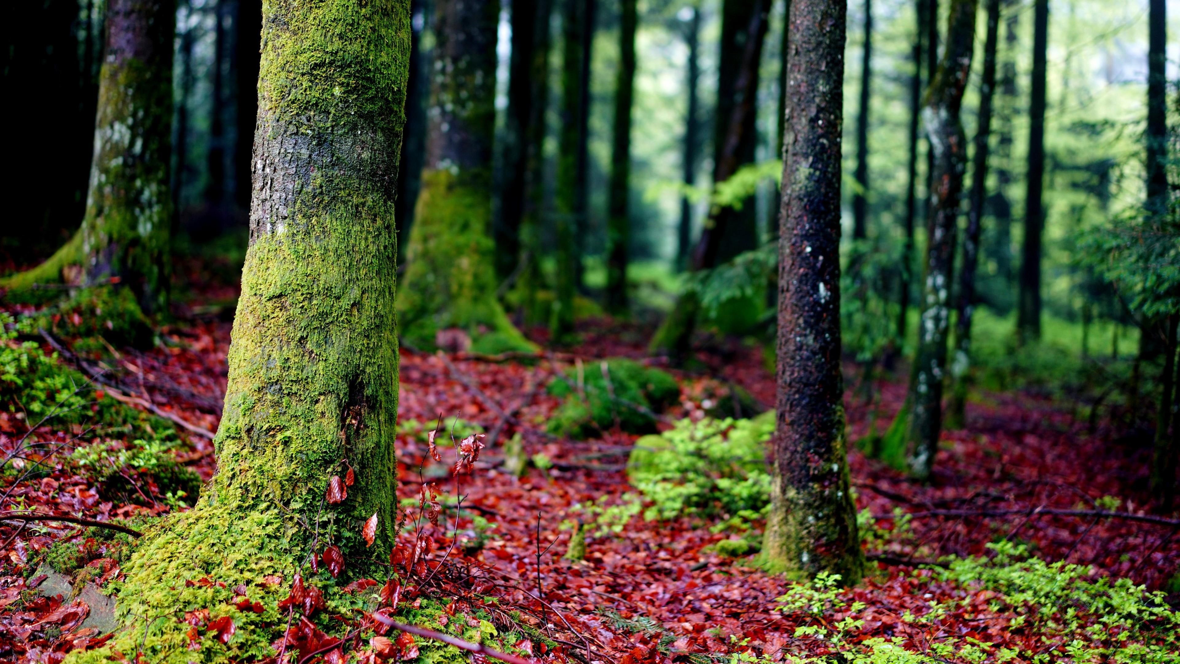 trees, forest, bark, 4K, moss, HD Wallpaper