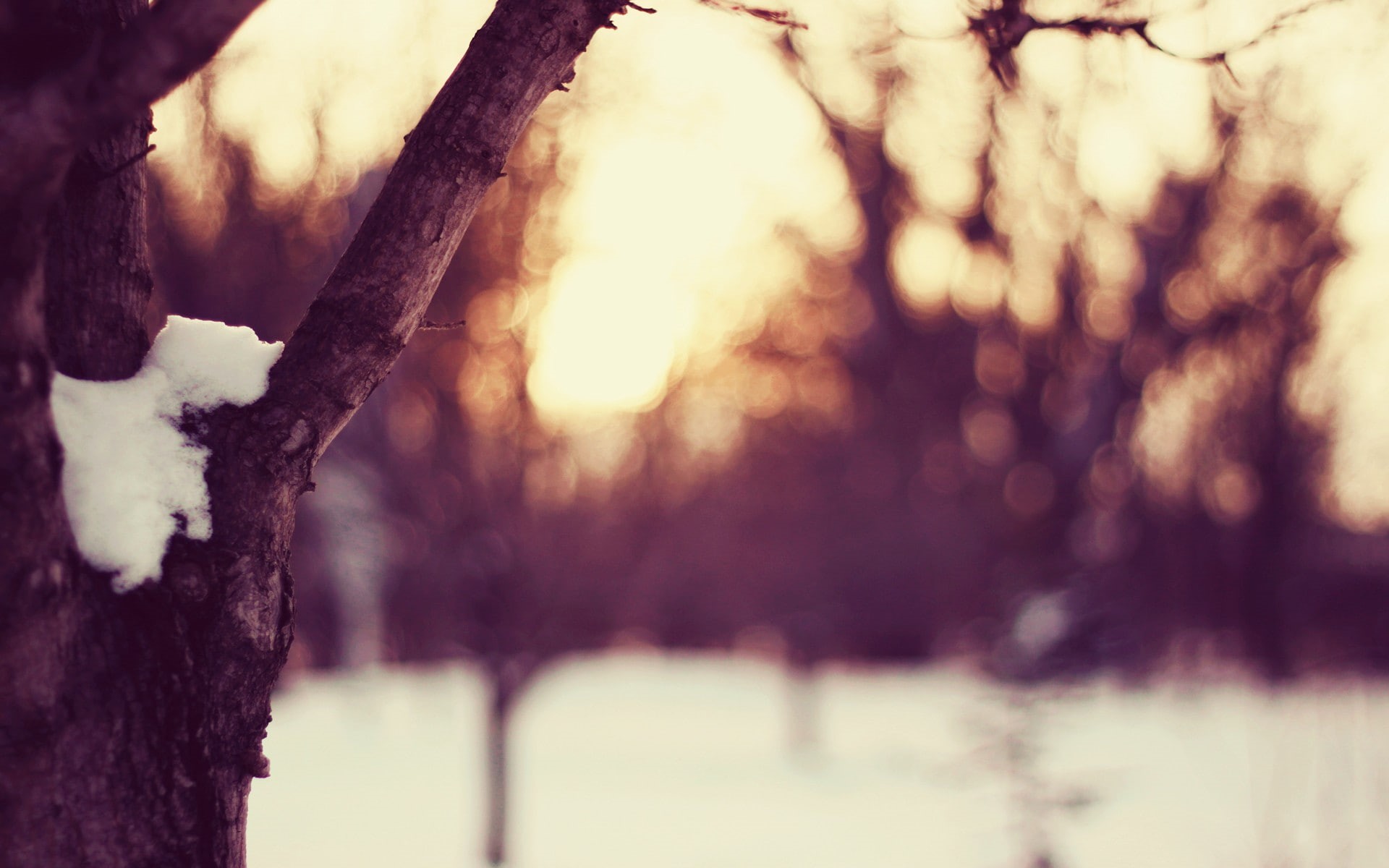 snow, 1080P, tree bark, cold, trees, plants, dusk, winter, HD Wallpaper