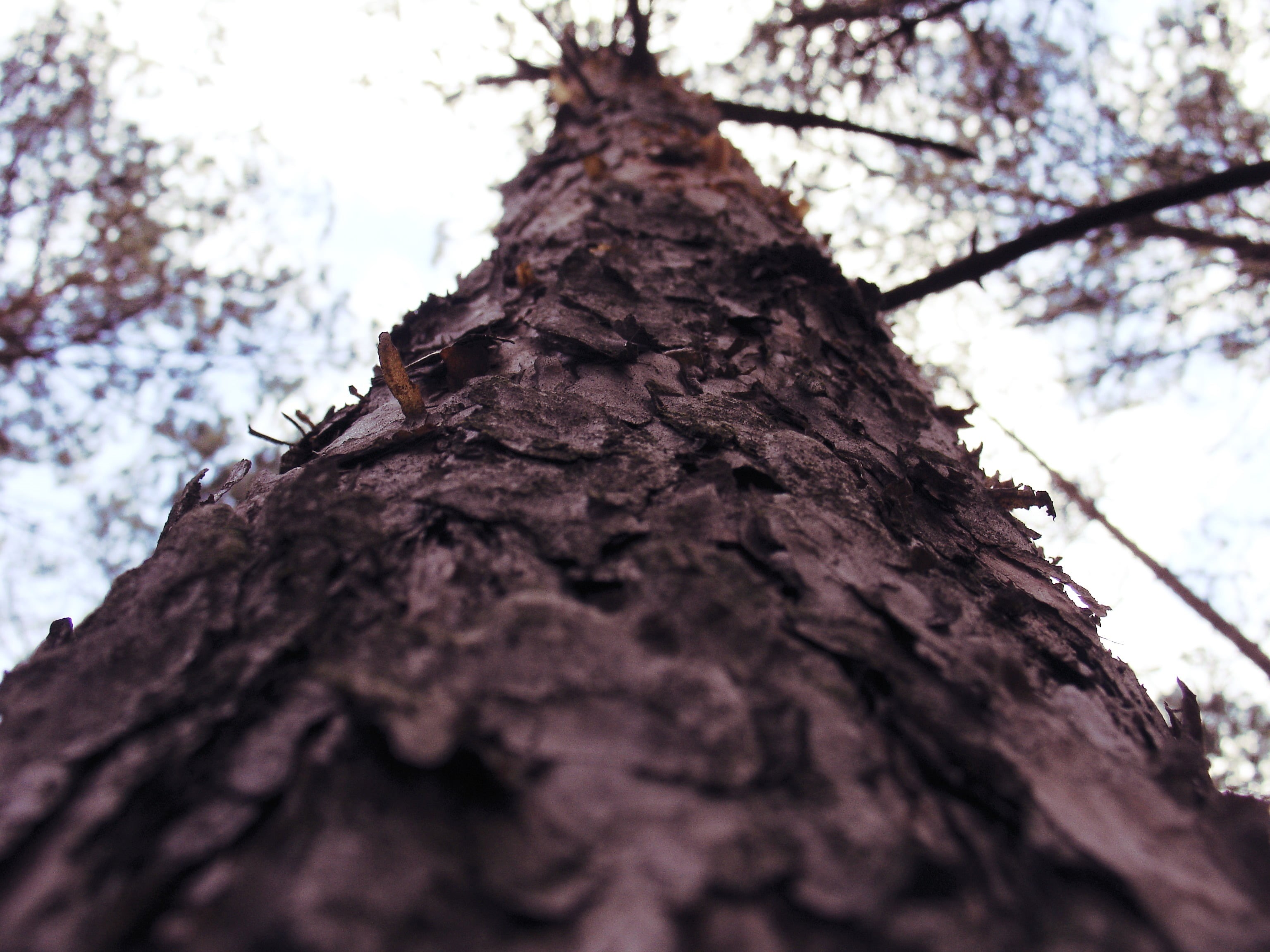 nature, Poland, selective focus, close-up, textured, branch, plant, no people, sky, worms eye view, 2K, outdoors, tree, untitled, bark, tree trunk, beauty in nature, HD Wallpaper
