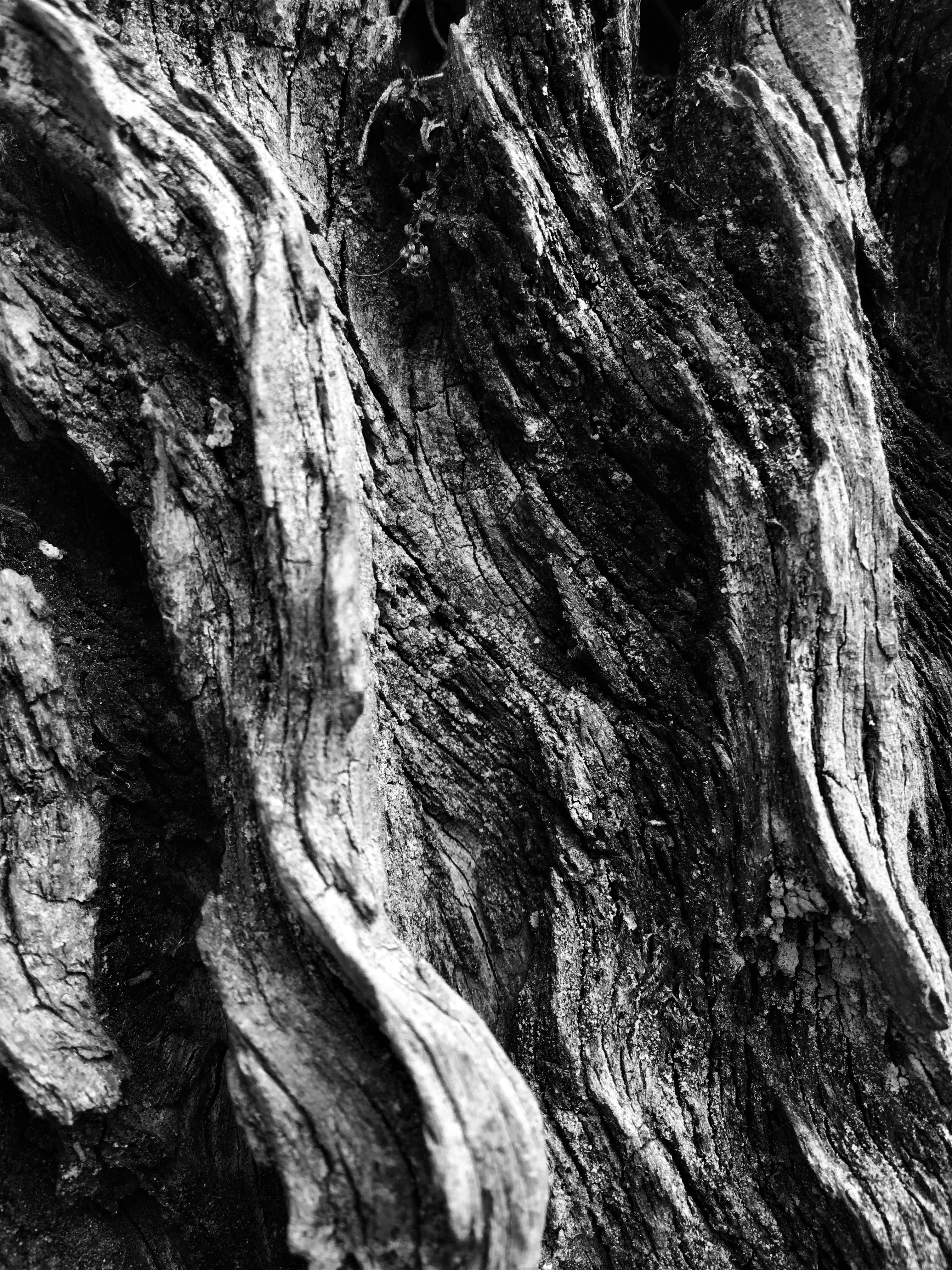rough, textured, growth, black and white photography, trunk, tree trunk, iphone photography, pattern, tree, bandw, trees, 4K, tree bark, natural condition, Phone HD Wallpaper