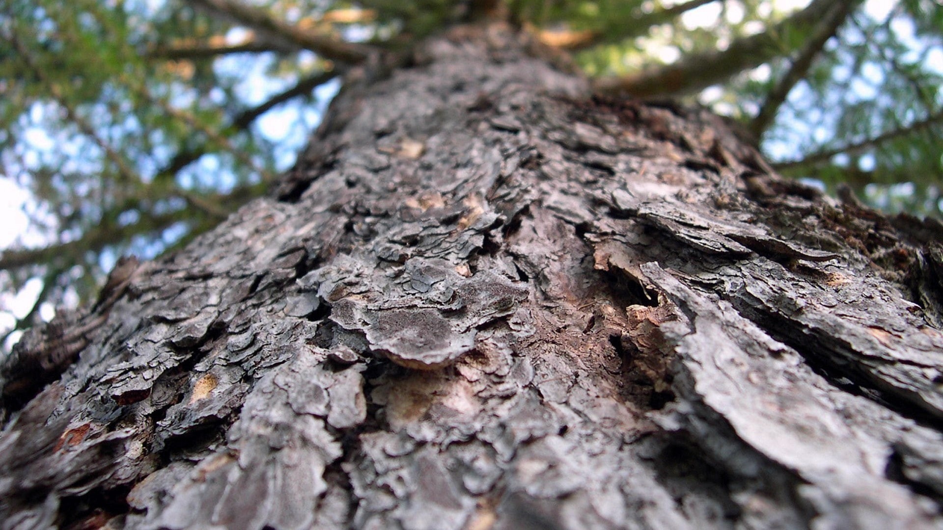 no people, brown, low angle view, selective focus, 1080P, bark, trunk, rough, worms eye view, pattern, wood - material, close-up, directly below, spruce, HD Wallpaper