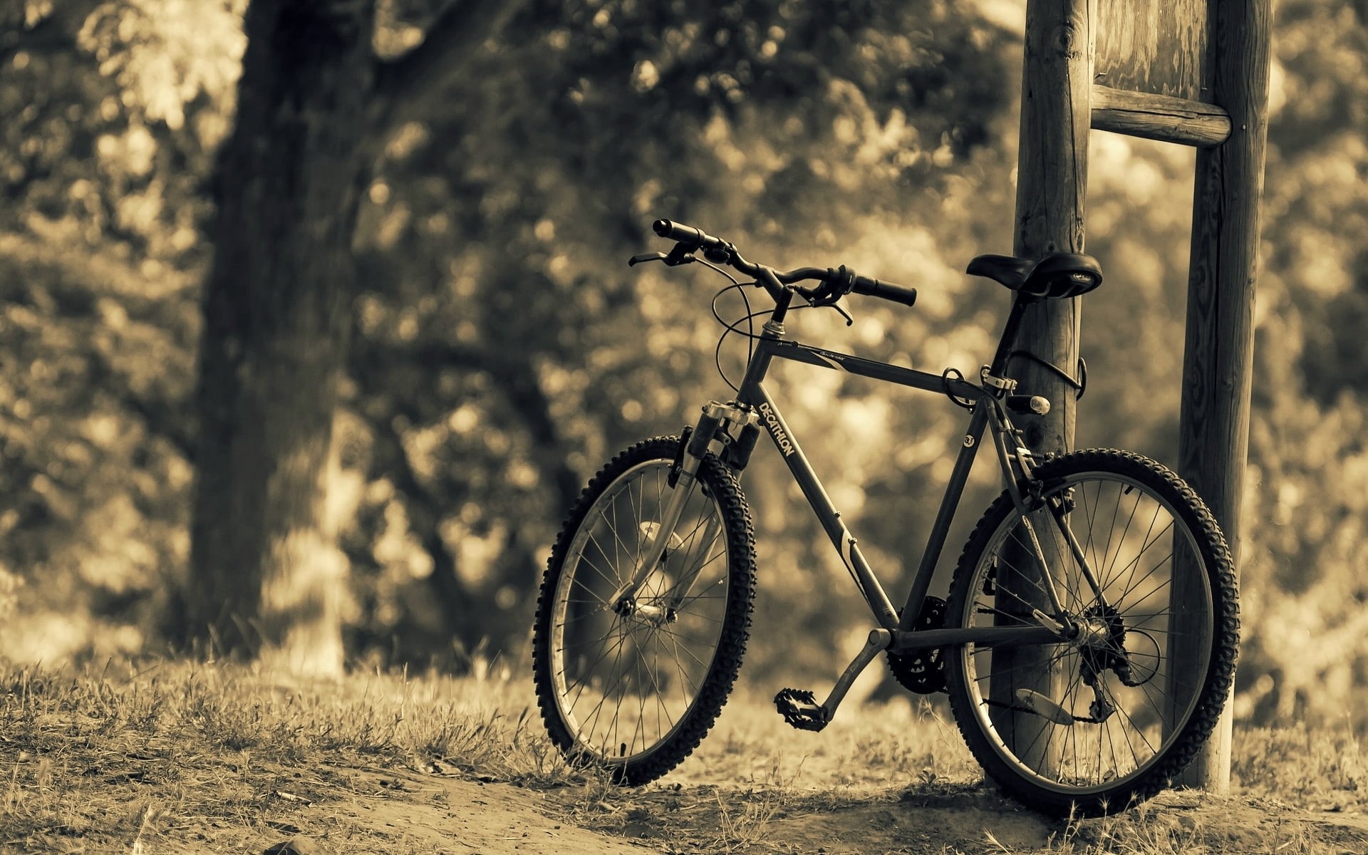 black, tree, woodland, land, footpath, cycling, absence, trees, plant, nature, old-fashioned, rural Scene, sport, blur, forest, full screen, old, outdoors, HD Wallpaper