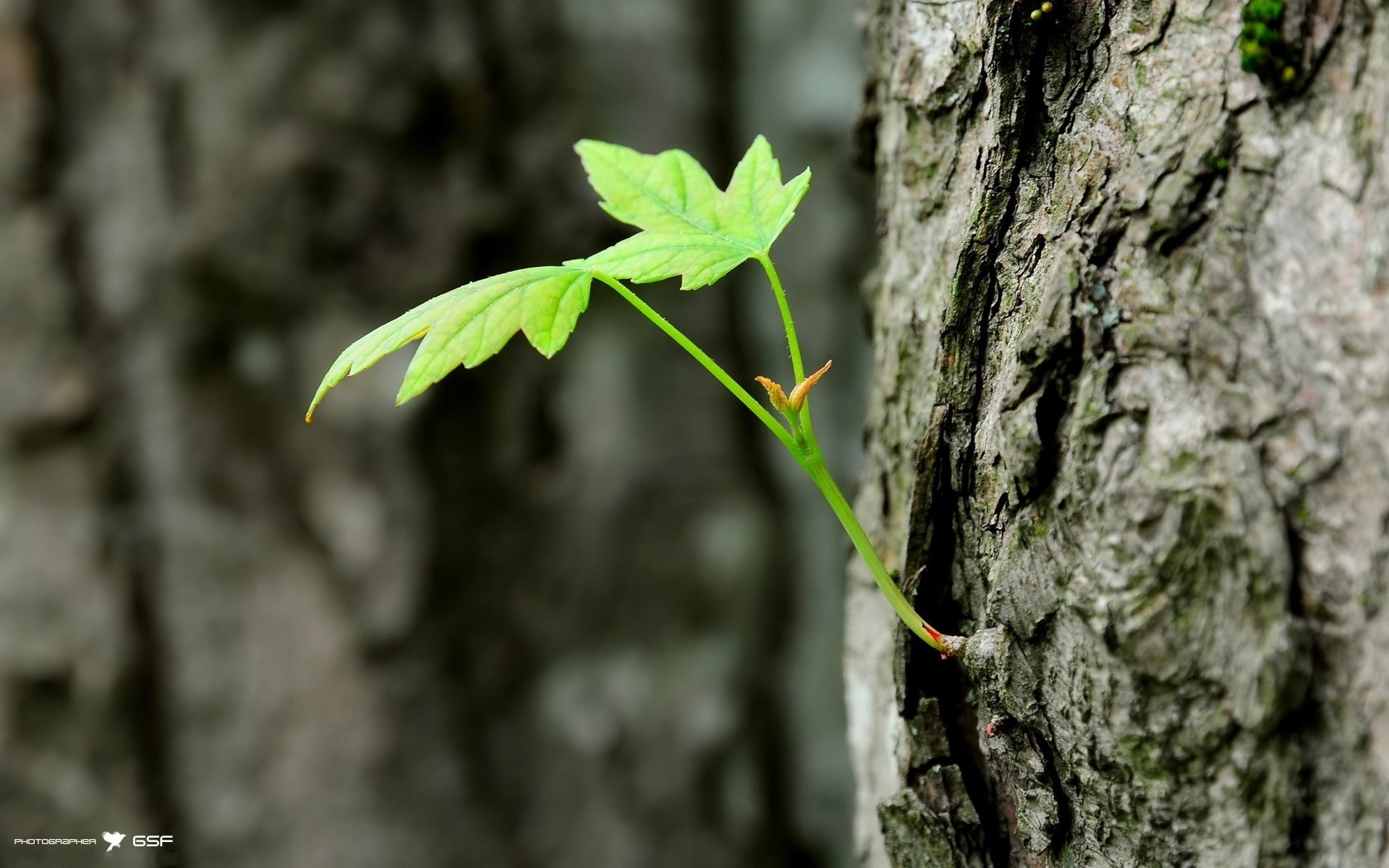 bark, macro, leaves, trunk, nature, hd, tree, 1080P, HD Wallpaper