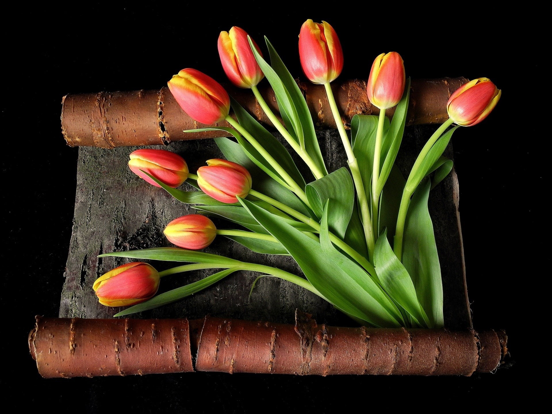 Background, Petals, Yellow, Red, 1080P, Bark, Black, Tulips, HD Wallpaper