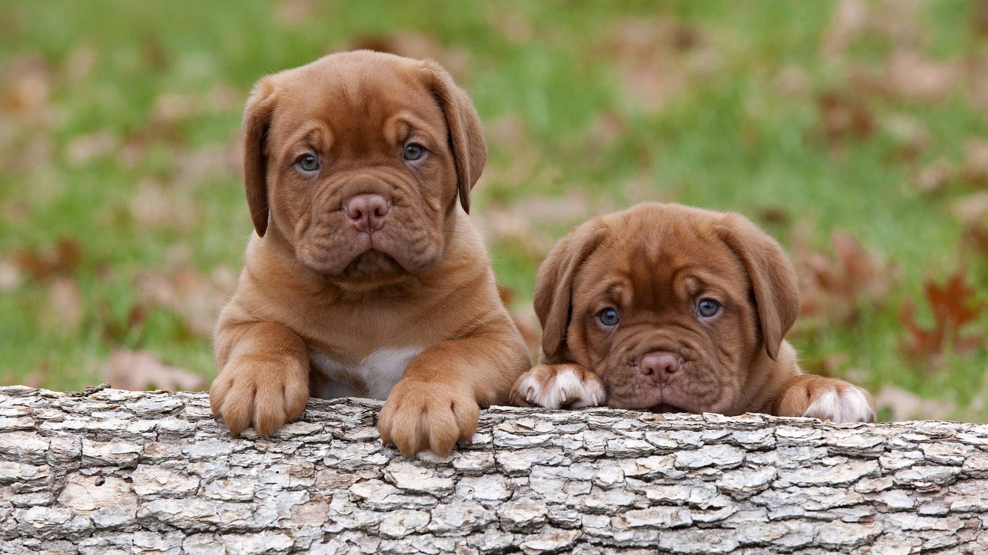 friendship, bark, portrait, dog, no People, focus on foreground, pets, brown, young Animal, bulldog, mammal, two, dogue de bordeaux, looking, lying Down, HD Wallpaper