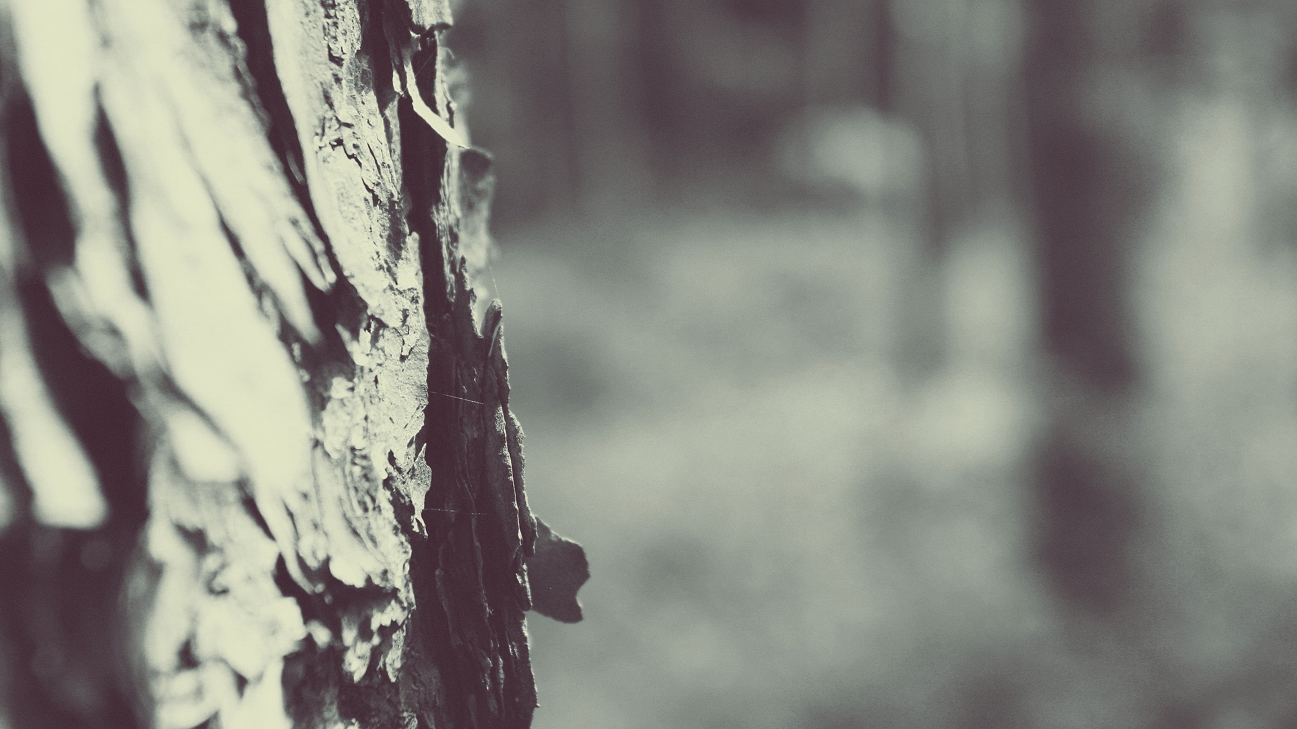 scenics, 2K, plants, nature, wood - Material, abstract, plant, monochrome, textured effect, tree, brown, bark, day, trees, trunk, beauty In Nature, full frame, HD Wallpaper