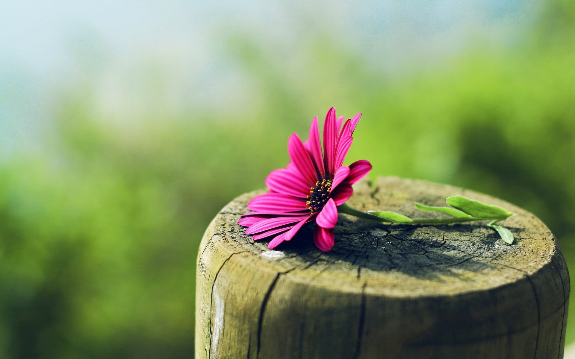 outdoors, beauty in nature, pollen, flower, fragility, daisies, focus on foreground, purple flowers, freshness, wood, nature, pink color, bark, plant, flowering plant, HD Wallpaper