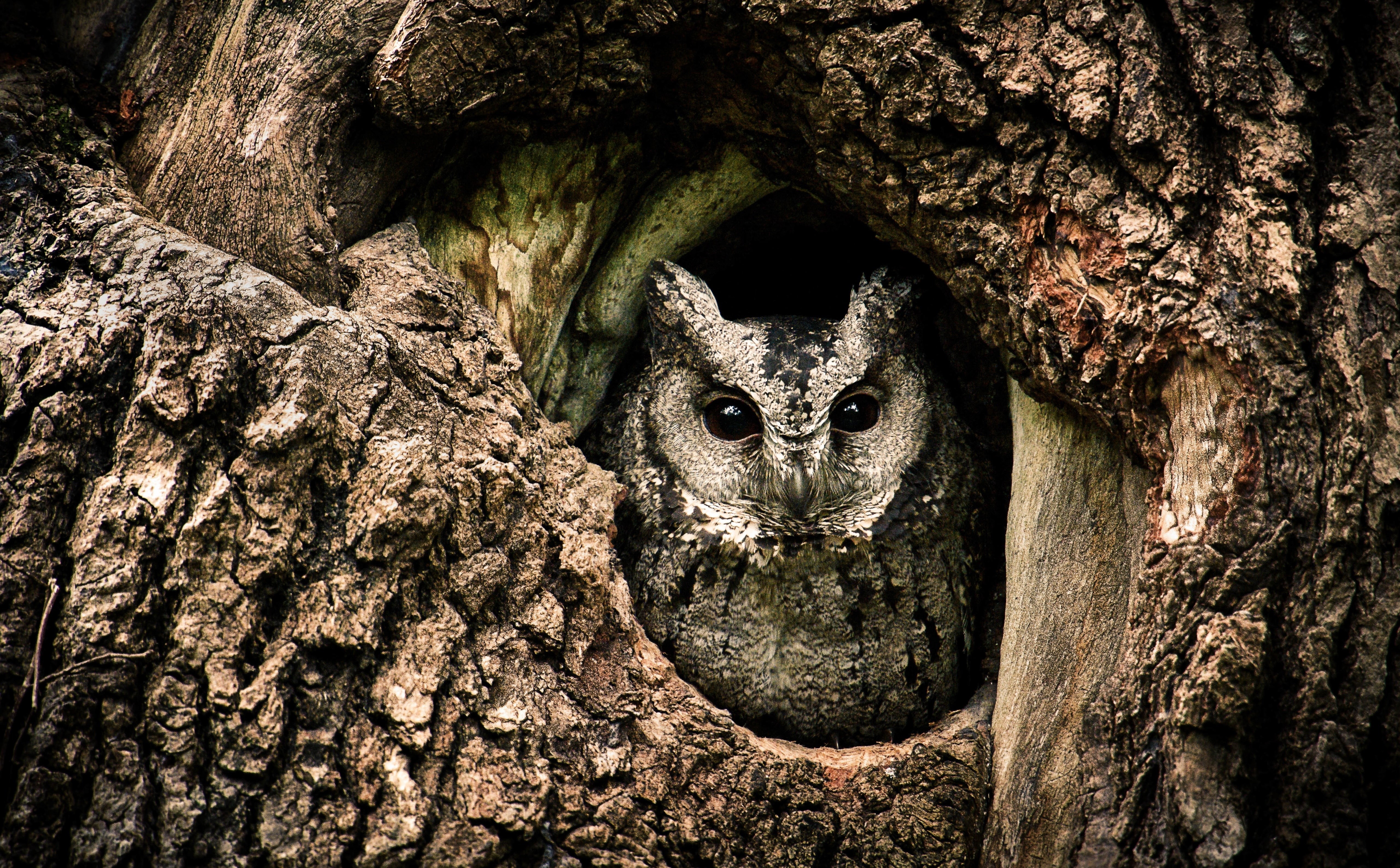 Wild, China, Brown, 5K, TypicalOwls, tree trunk, Photography, plant bark, Taiwan, Tree, wildlife, mammal, bark, trunk, TrueOwls, animal head, Breed, OtusLettia, HD Wallpaper