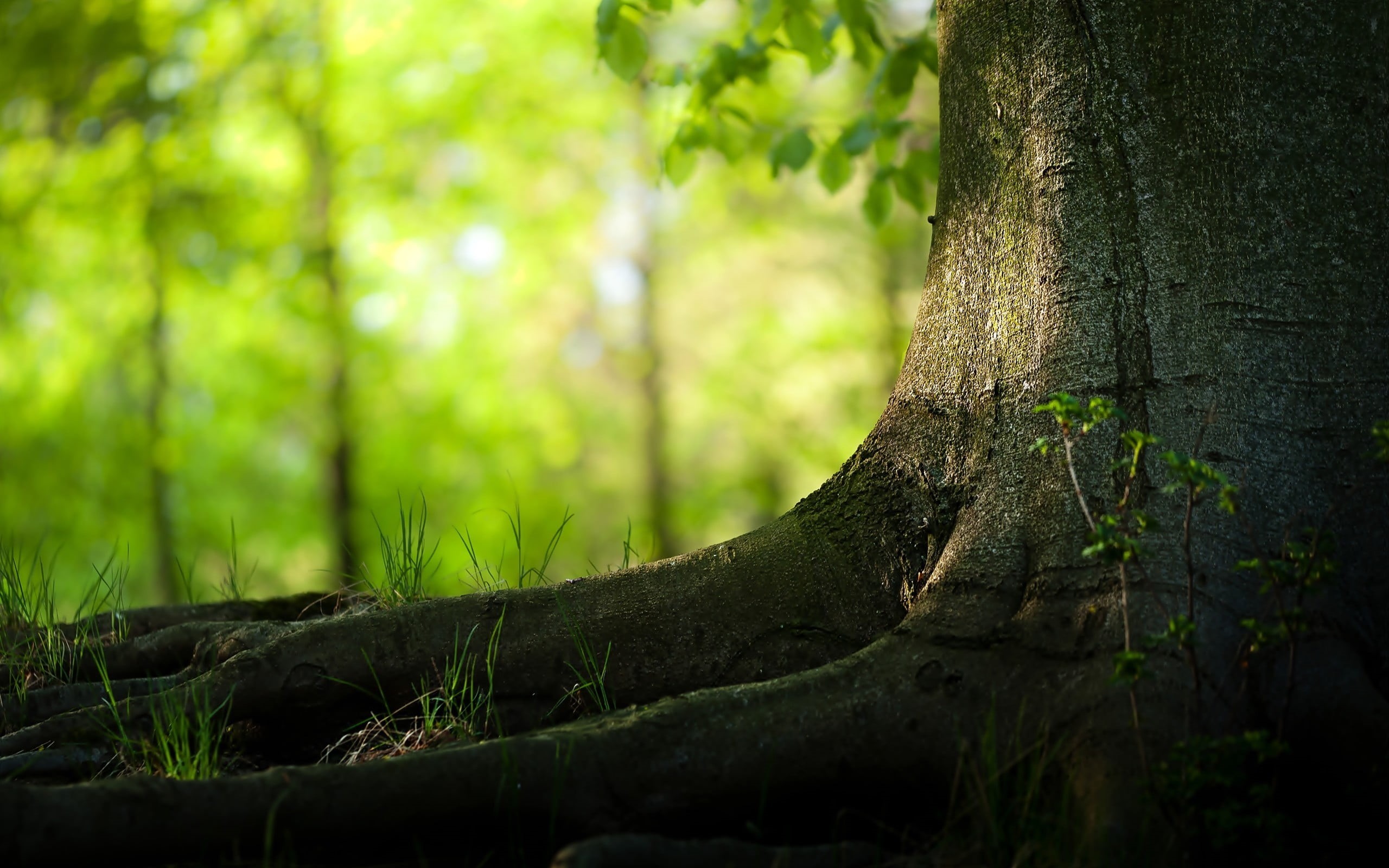 land, outdoors, bark, leafed, selective focus, green, tree trunk, day, tranquility, trunk, sunlight, moss, beauty in nature, plants, nature, tranquil scene, HD Wallpaper