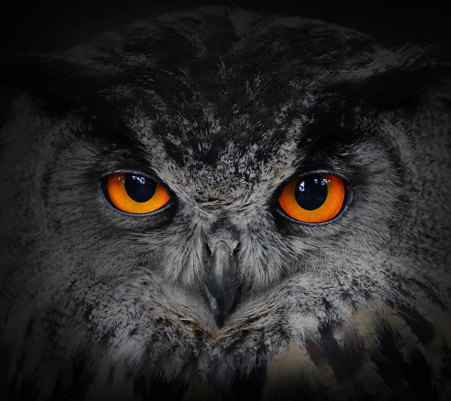 owl, gray, portrait, yellow eyes, animal, animal wildlife, indoors, looking at camera, eye, animal eye, bird of prey, black, alertness, bird, close-up, HD Wallpaper