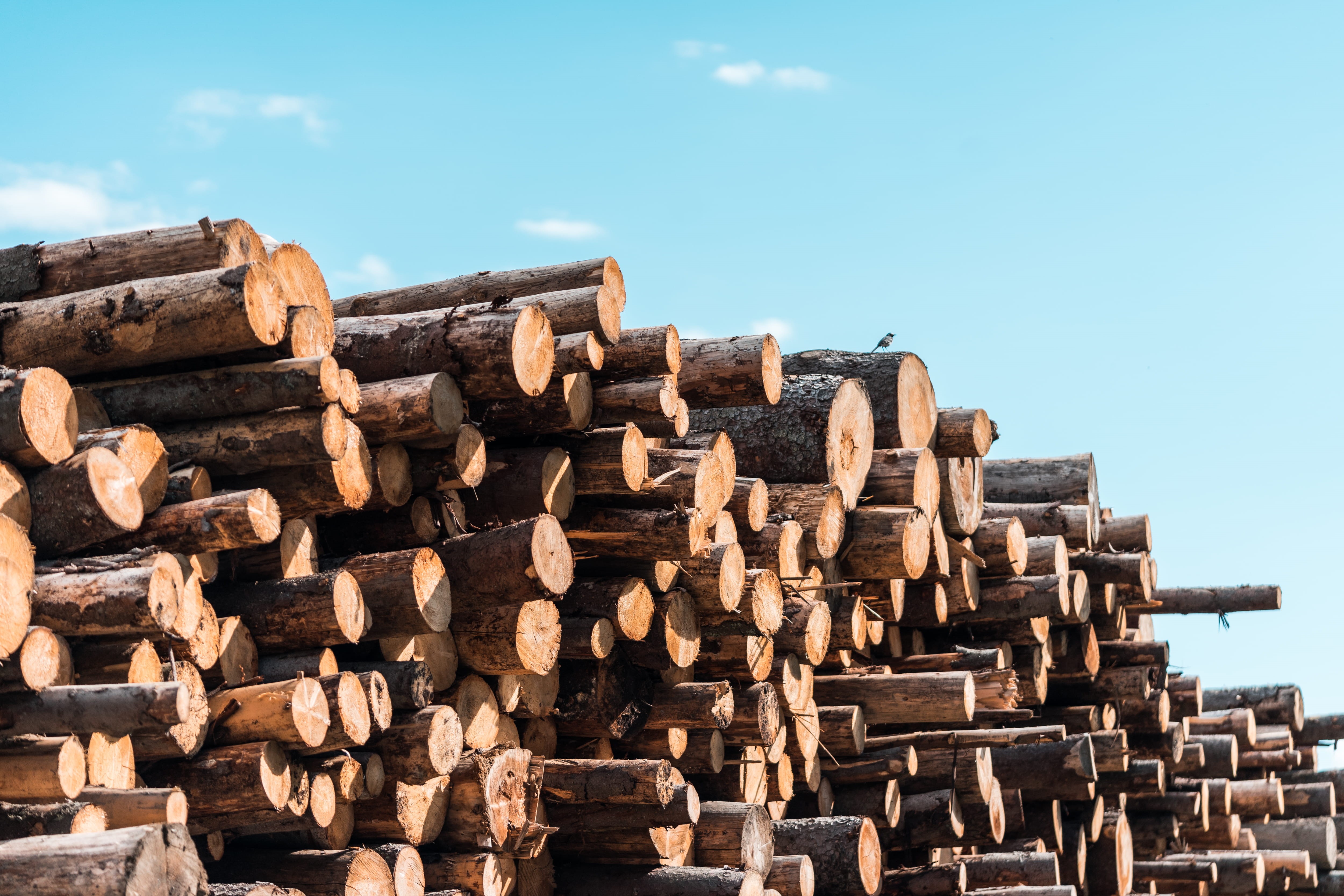 Pile, animals, log, little, tree, large group of objects, firewood, sunlight, deforestation, ancient civilization, ecology, no people, material, sky, day, HD Wallpaper