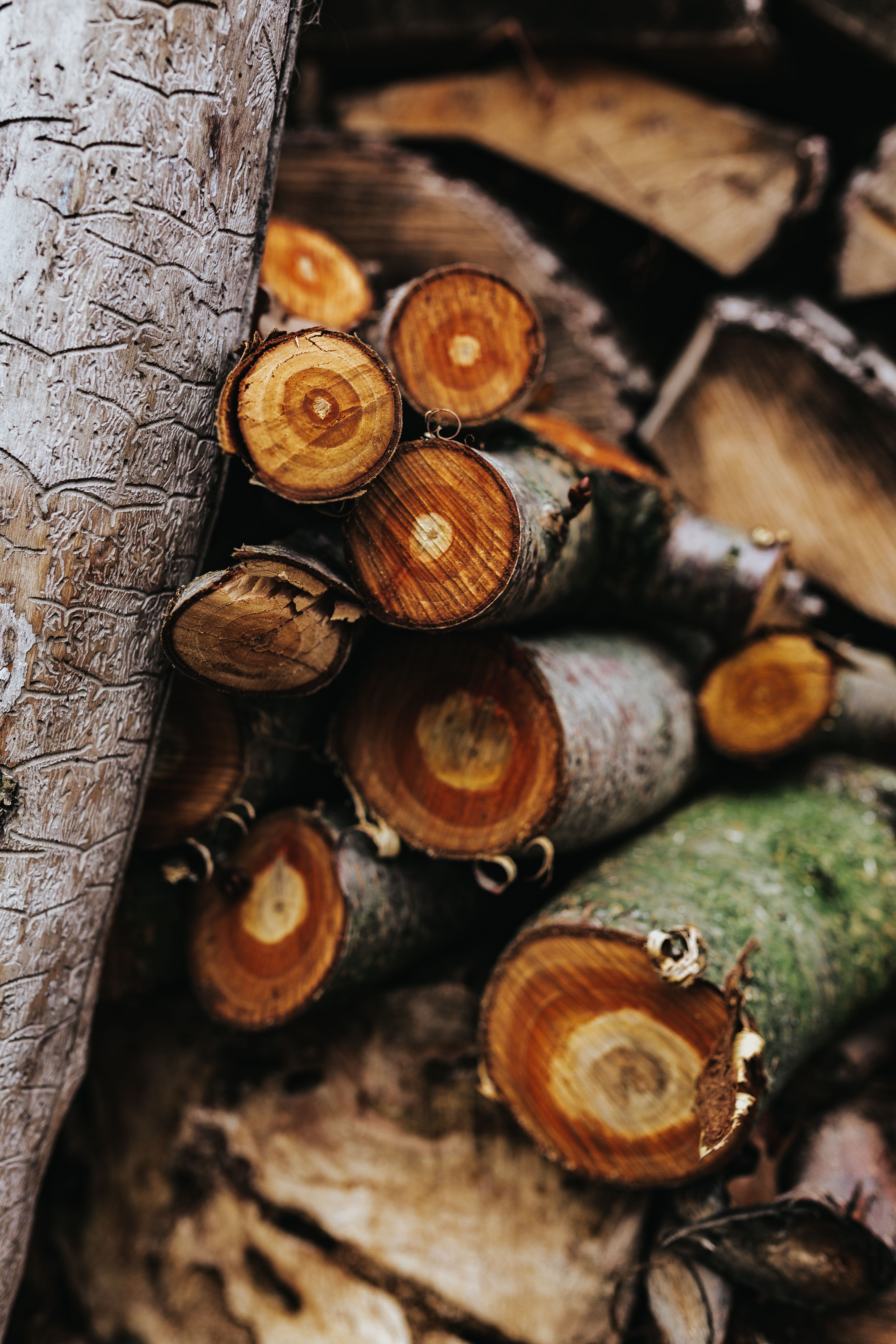 nature, bark, wood - Material, selective focus, indoors, wine, woodpile, firewood, tree Trunk, textured, woodland, food, 5K, log, close-up, timber, trunks, Phone HD Wallpaper