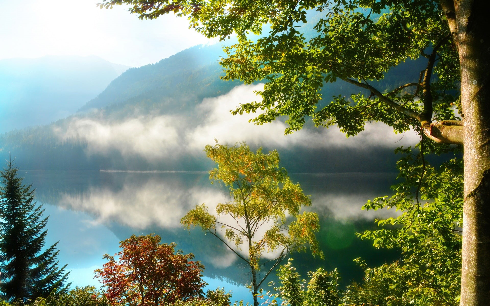 1080P, Trees, Lake, Forest, Reflection, Scenery, Nature, Morning, Mist, Mountains, HD Wallpaper