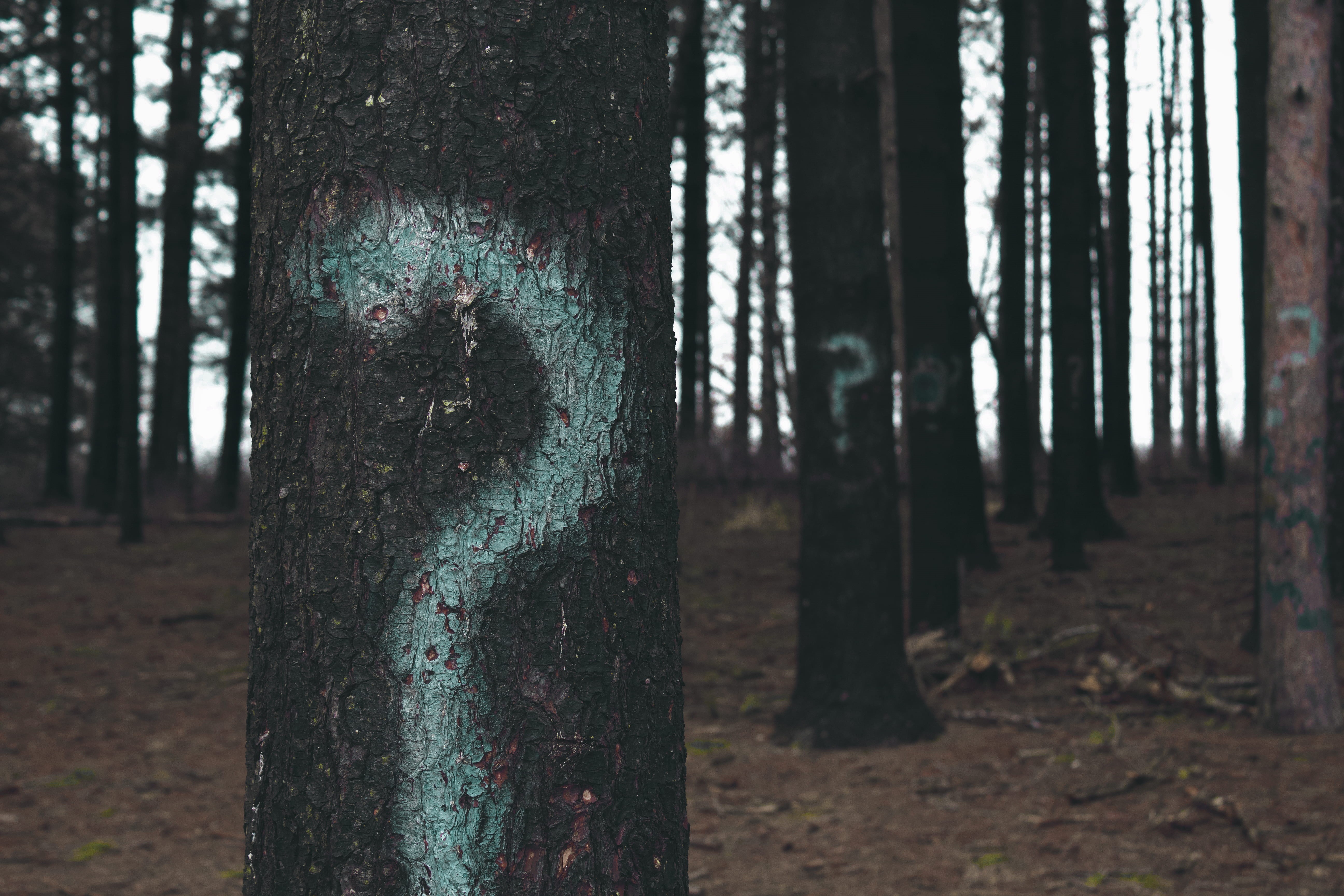 land, wood - material, mark, question, questionmark, marks, clearing, focus on foreground, forest, trunk, no people, white, nature, plant, question mark, HD Wallpaper