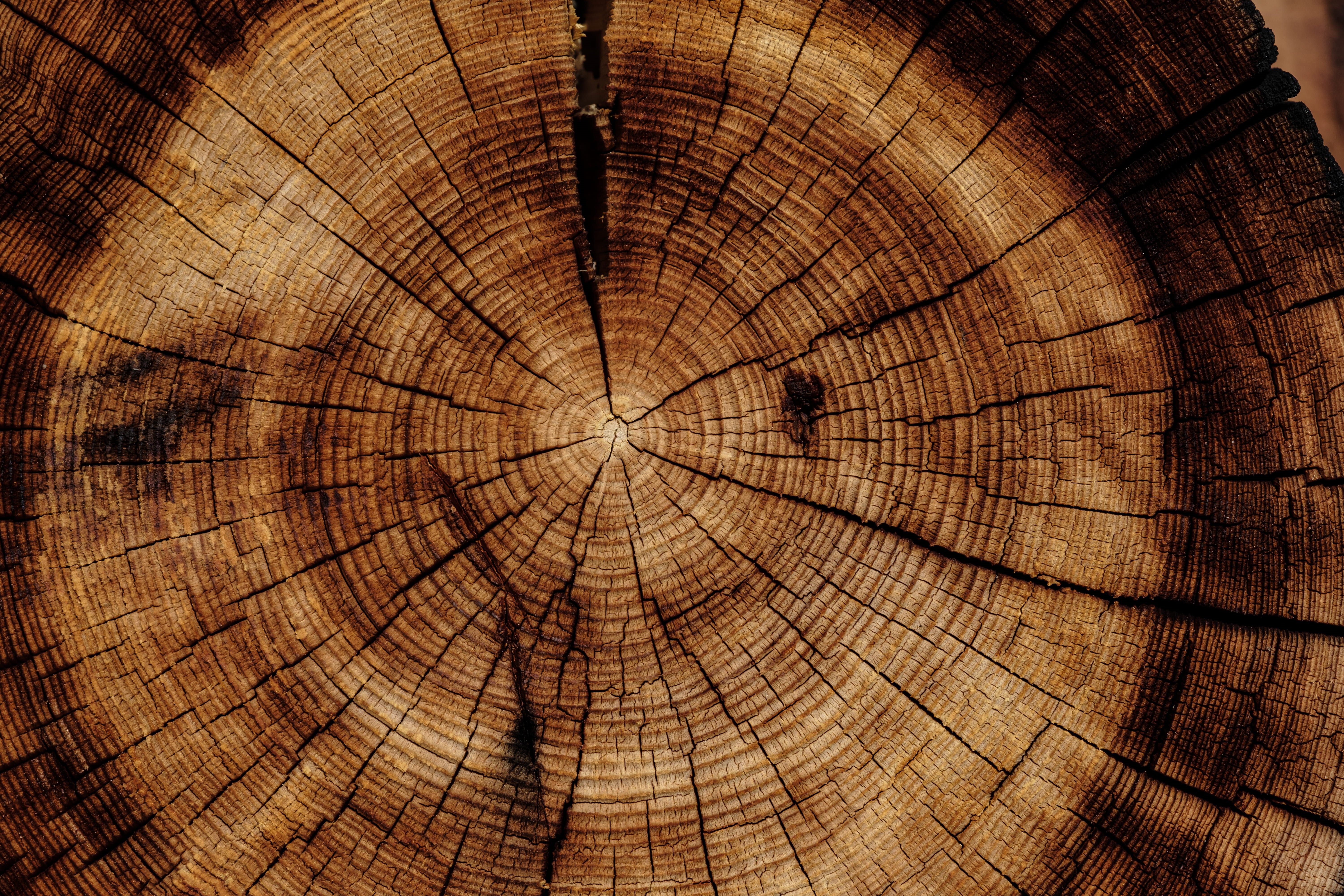 circle, cracked, natural pattern, stump, 5K, tree stump, photo, tree ring, wood grain, pattern, tree trunk, textured, trunk, log, tree, brown, wood - material, HD Wallpaper