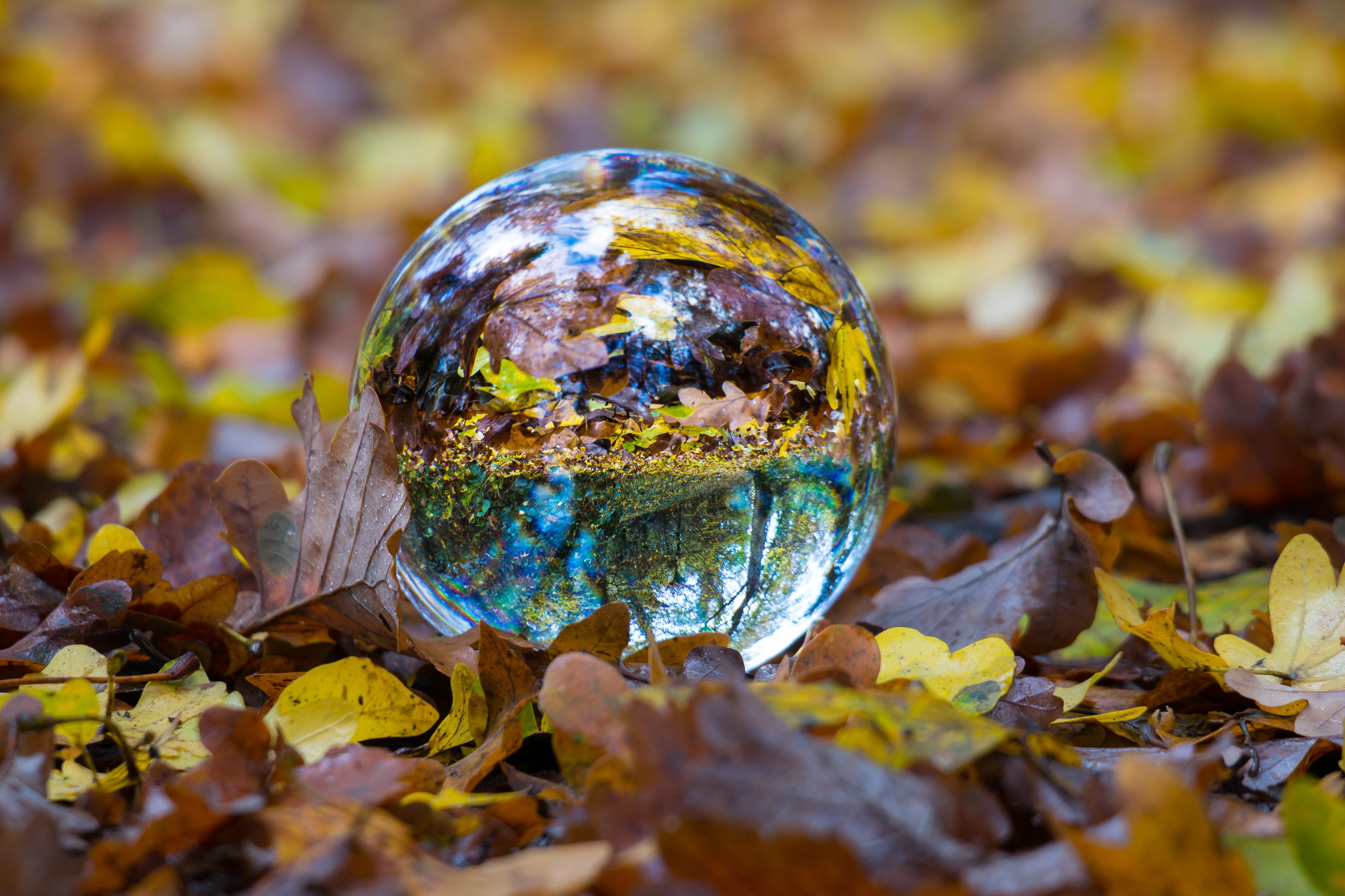 nature, ball, close-up, dry, change, no people, multi Colored, reflection, green Color, field, leaf, backgrounds, 5K, plant, fall, forest, season, yellow, HD Wallpaper