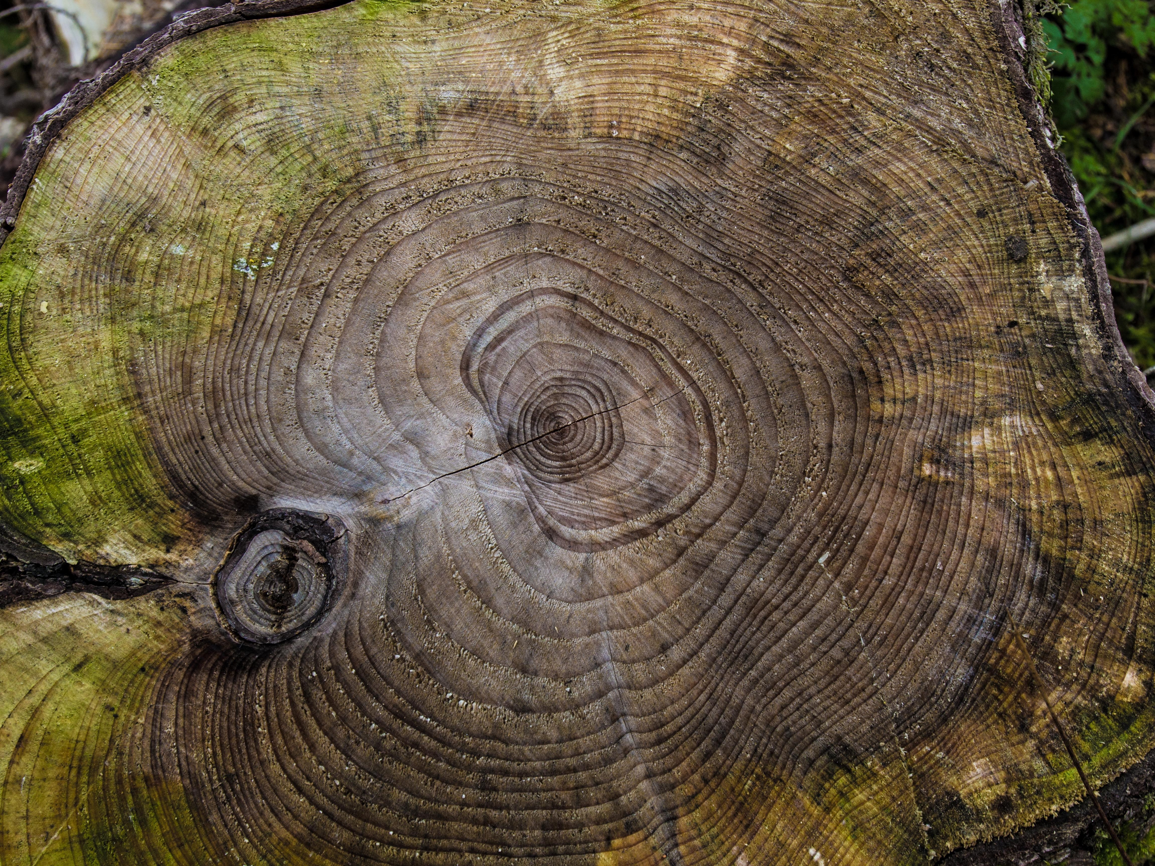 wood - material, natural pattern, life lines, shape, cut down, outdoors, geometric shape, close, firewood, log, photo, slab, textured, cutting down, wood, HD Wallpaper