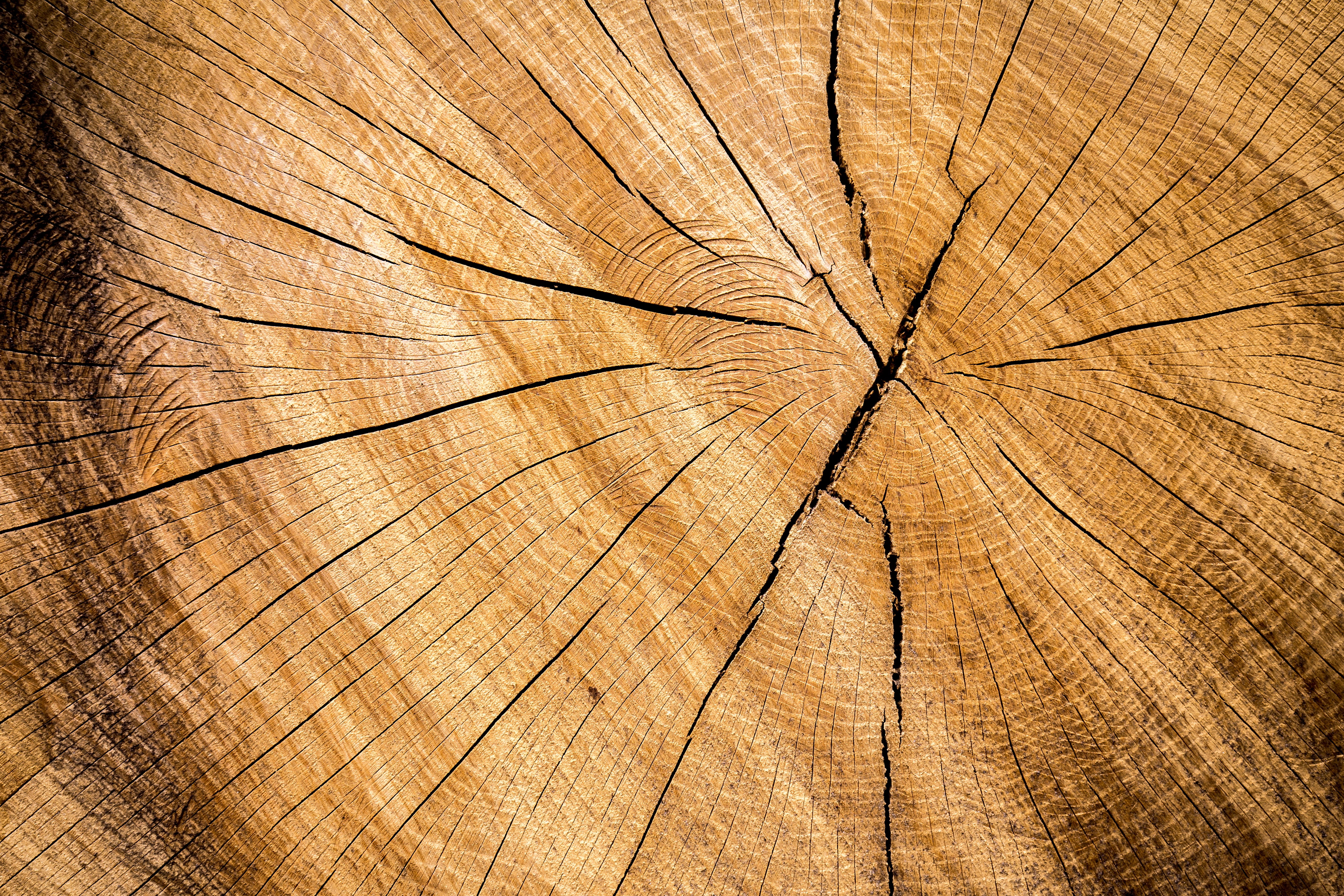 natural condition, textured effect, plank, concentric, full frame, board, tree Ring, 5K, cross Section, wood, plant, timber, rough, tree stump, material, HD Wallpaper