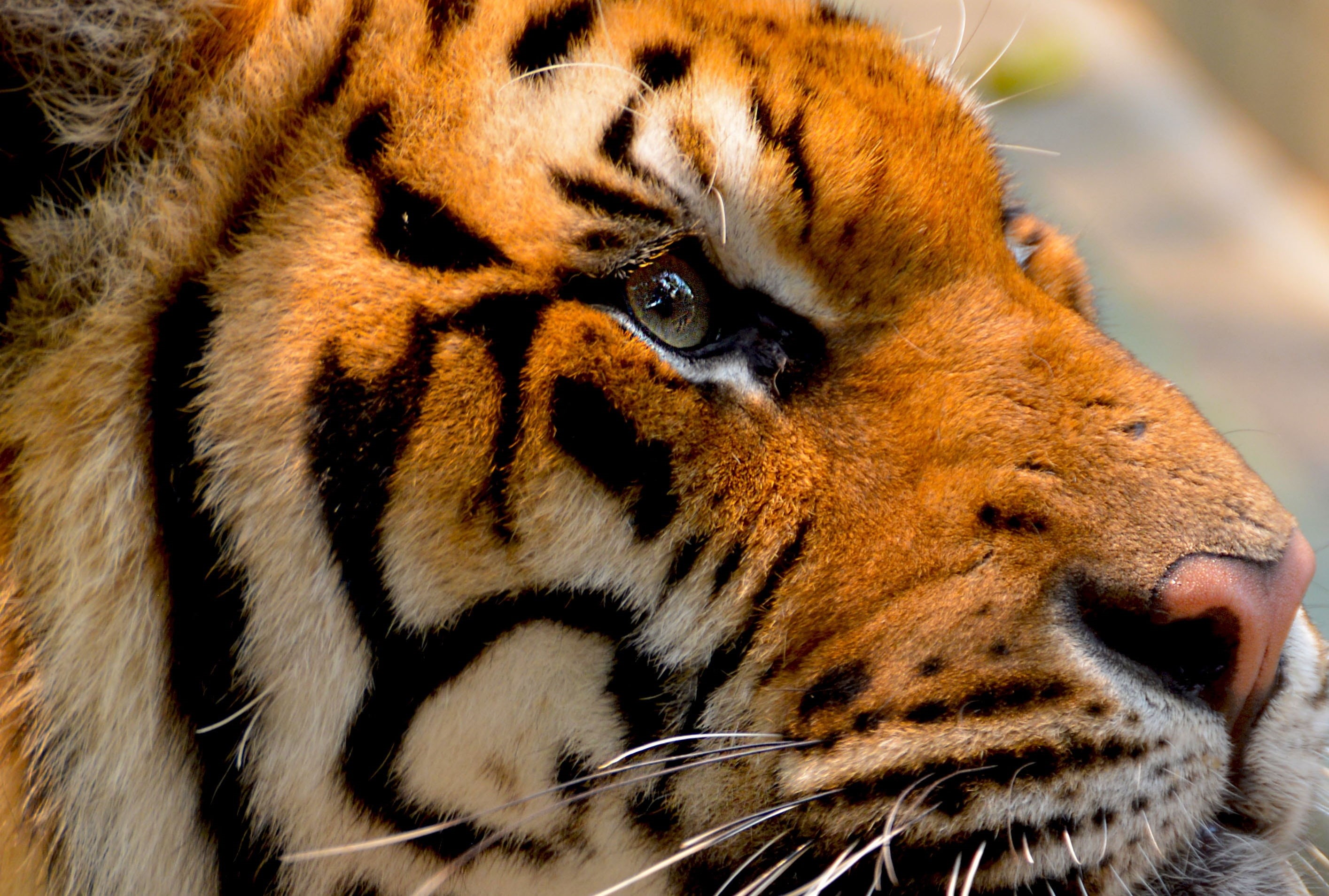 jungle, animals In The Wild, one animal, endangered Species, wild, carnivore, wildlife, predator, large, vertebrate, close-up, animal body part, asia, hunt, HD Wallpaper