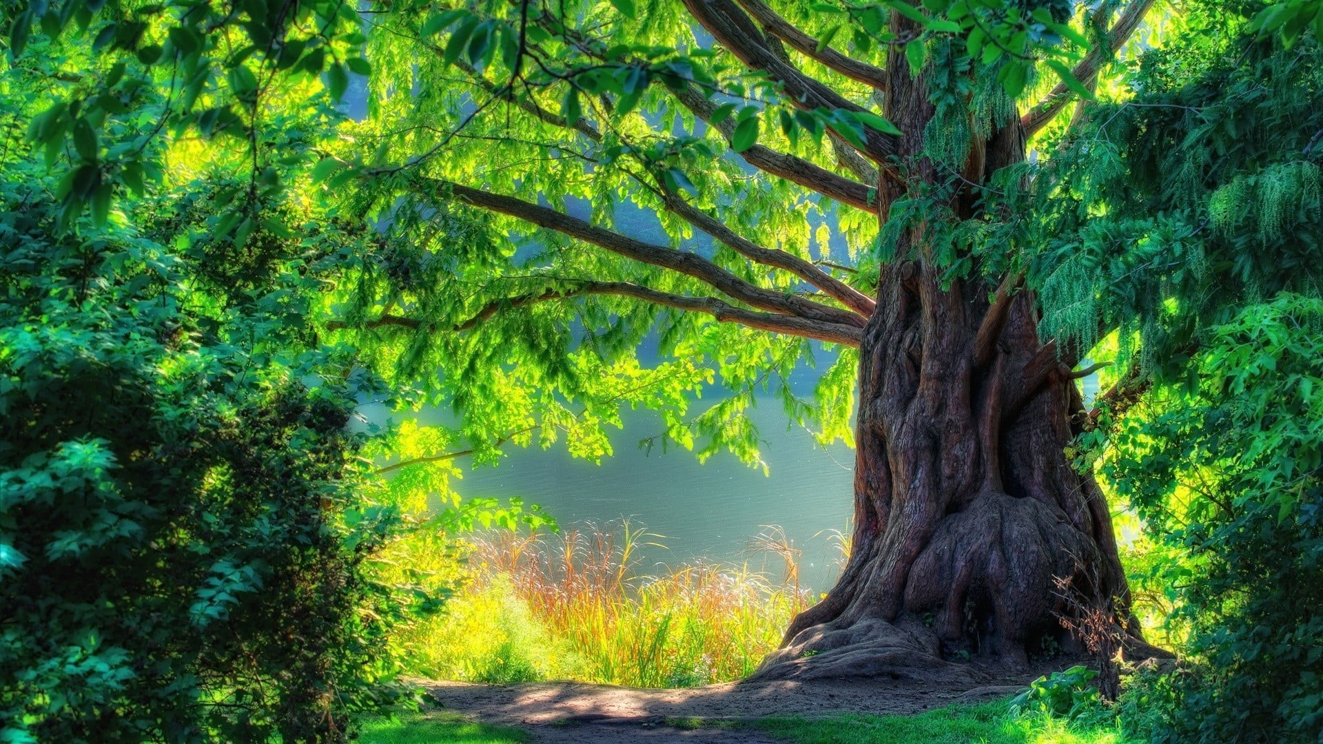 wood, backgrounds, branch, rural Scene, tranquility, leaf, scenics, painting, trunk, growth, outdoors, trees, pine tree, plants, sun, foliage, tree Trunk, HD Wallpaper