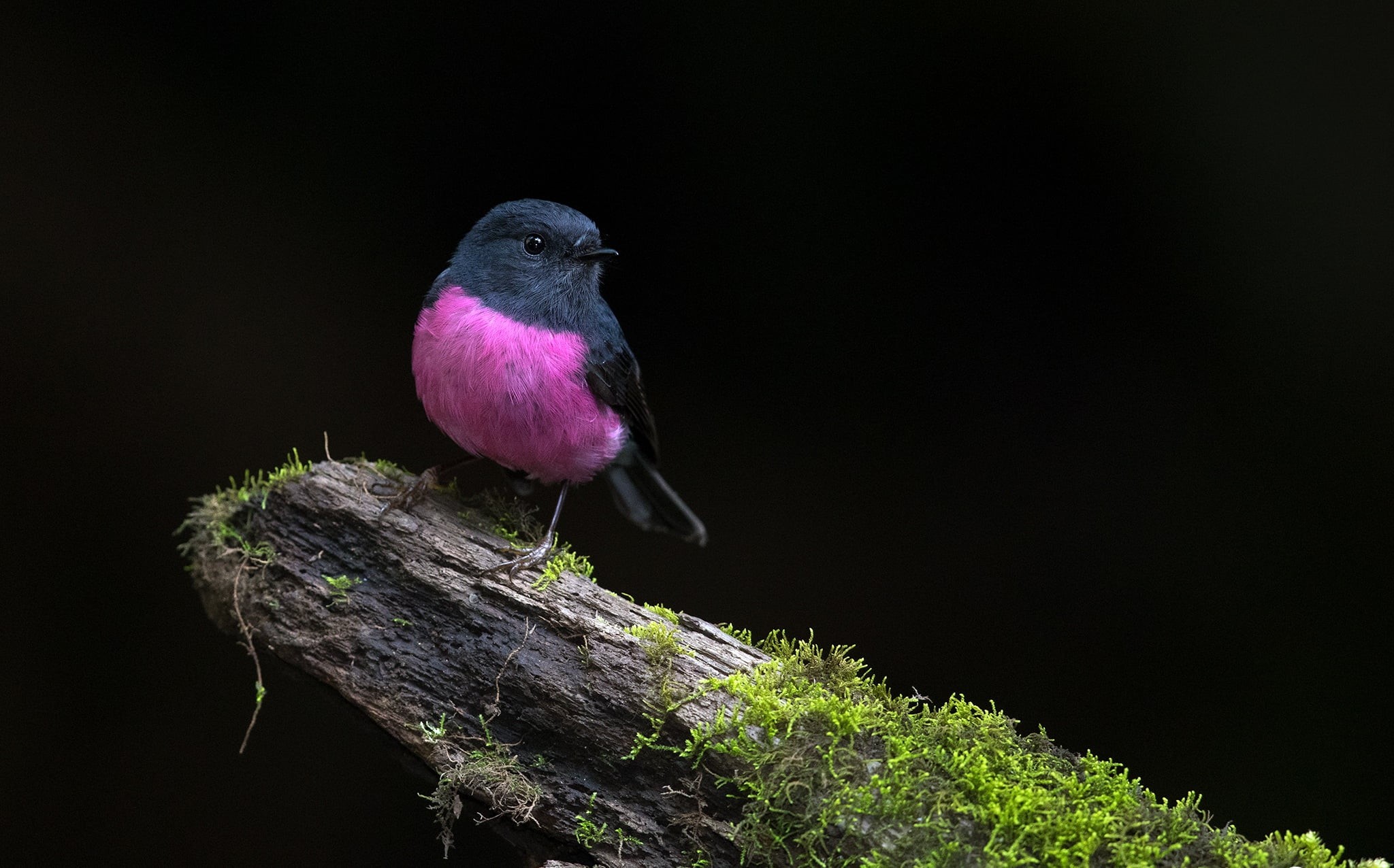 Pink Robin, bird, 1080P, tree, nature, HD Wallpaper
