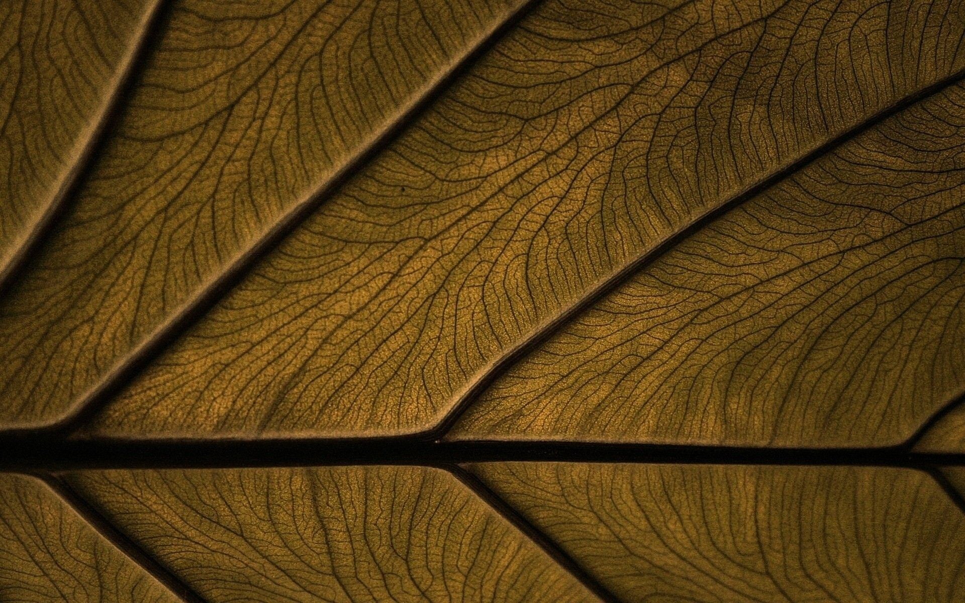 1080P, textura, abstracto, decoracion, madera, HD Wallpaper