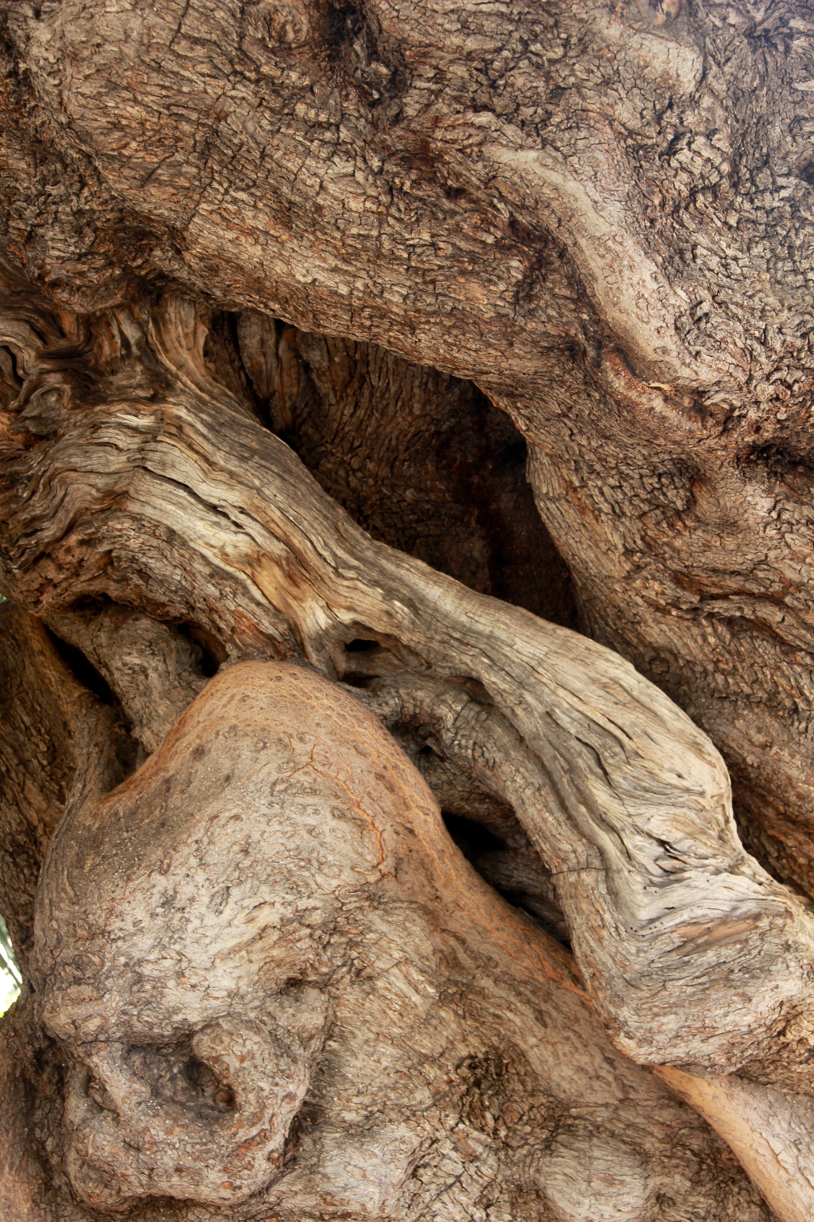 log, 5K, eroded, textured, tree, rough, olive root, gnarled, trunk, nature, backgrounds, old, close-up, plant bark, geology, pattern, rock, olive tree, Phone HD Wallpaper