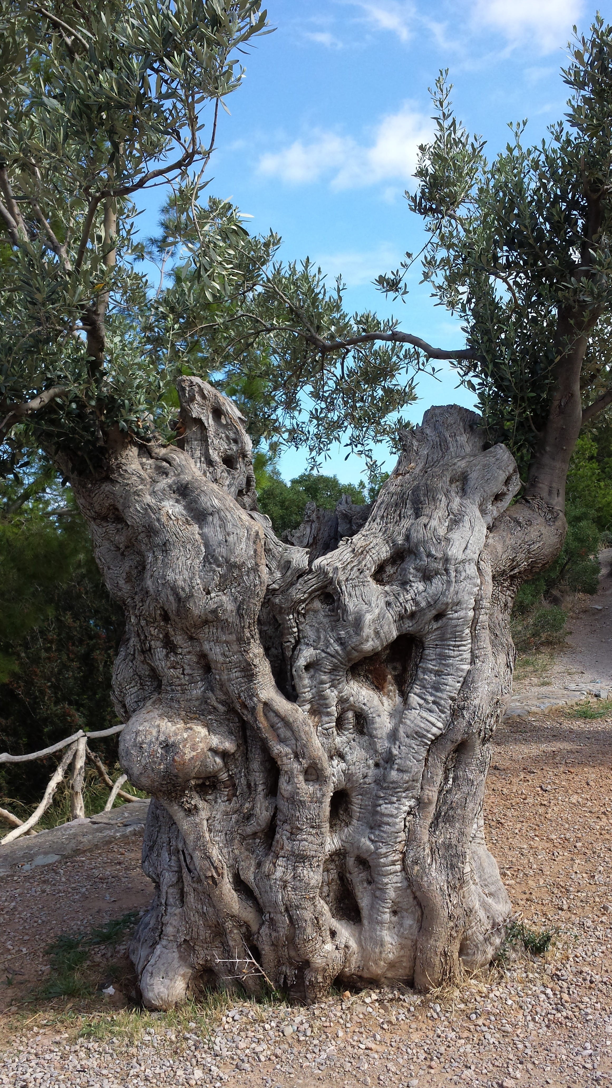 beauty in nature, trunk, scenics - nature, outdoors, olives, olive tree, day, growth, mallorca, rock formation, no people, wood, low angle view, field, Phone HD Wallpaper