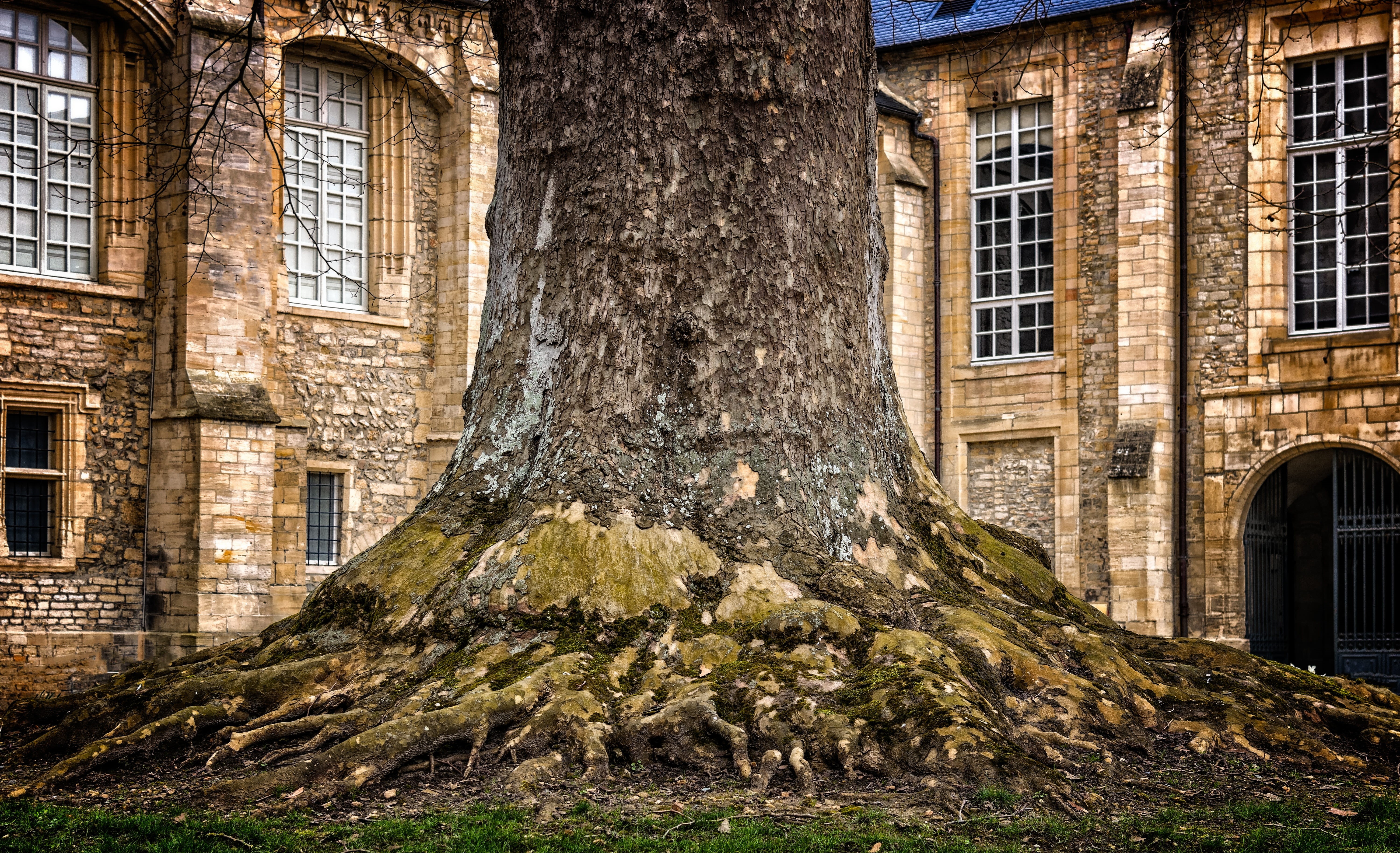 tree trunk, root, courtyard, tribe, built structure, old, log, building exterior, abandoned, tree bark, history, no people, window, tree, plant, weathered, HD Wallpaper