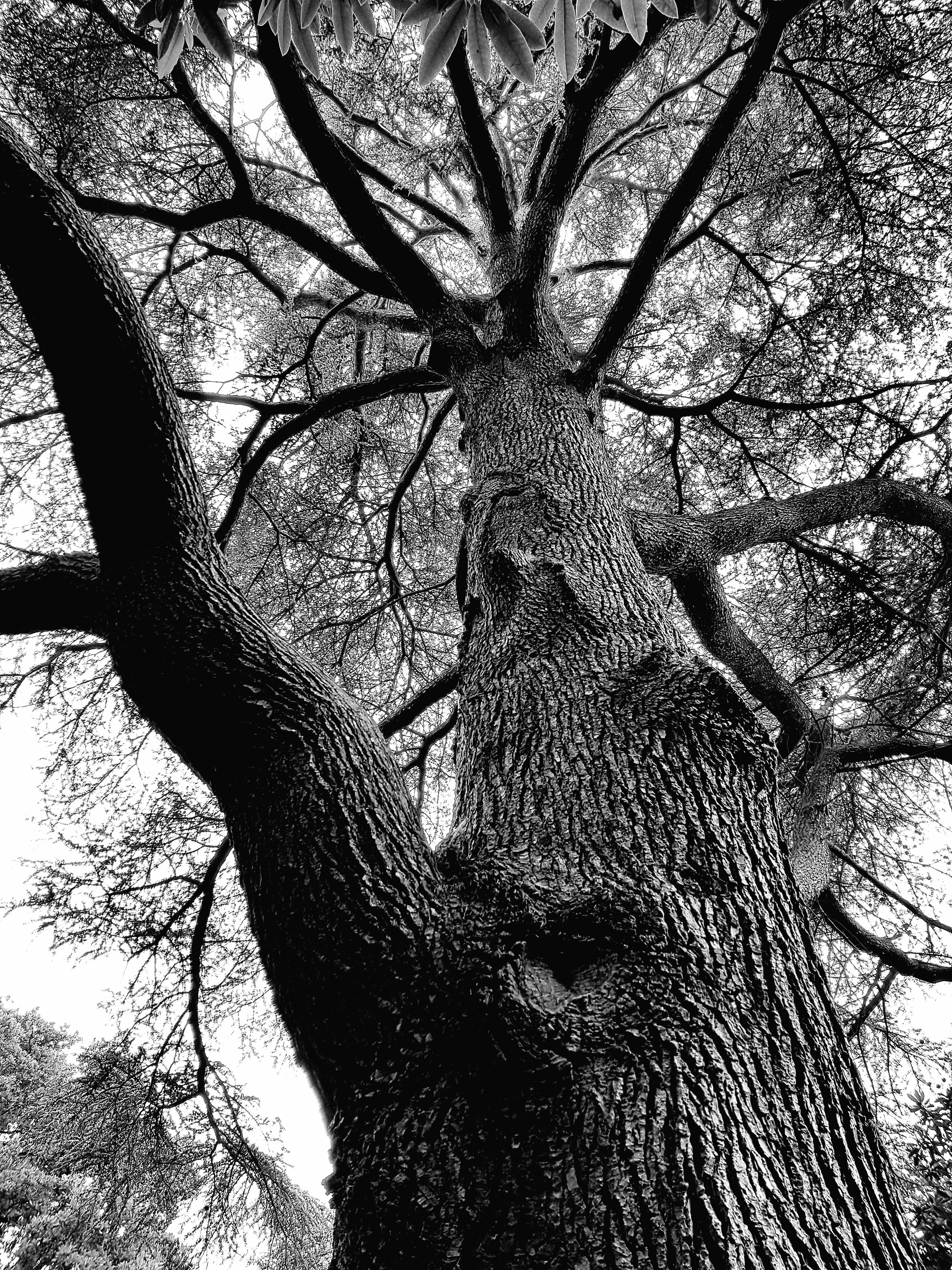 rough, beauty in nature, bare tree, low angle view, land, grayscale, day, crown, tribe, tree trunk, perspective, tree bark, black And White, sky, forest, Phone HD Wallpaper