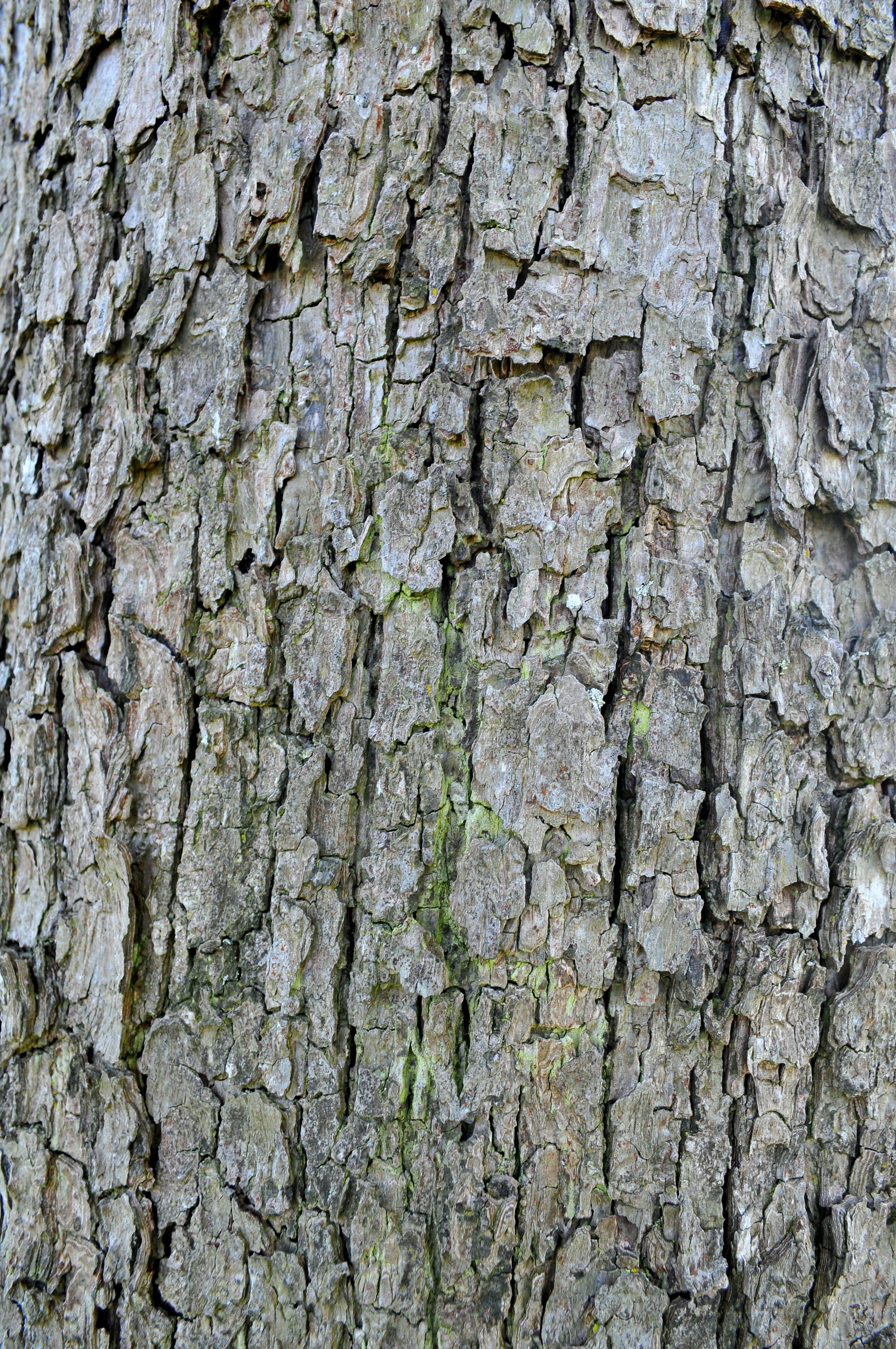 brown, wood, textured, plant, log, no people, wall, wall - building feature, rough, backgrounds, textured effect, stone wall, structure, bark, tribe, plant bark, Phone HD Wallpaper