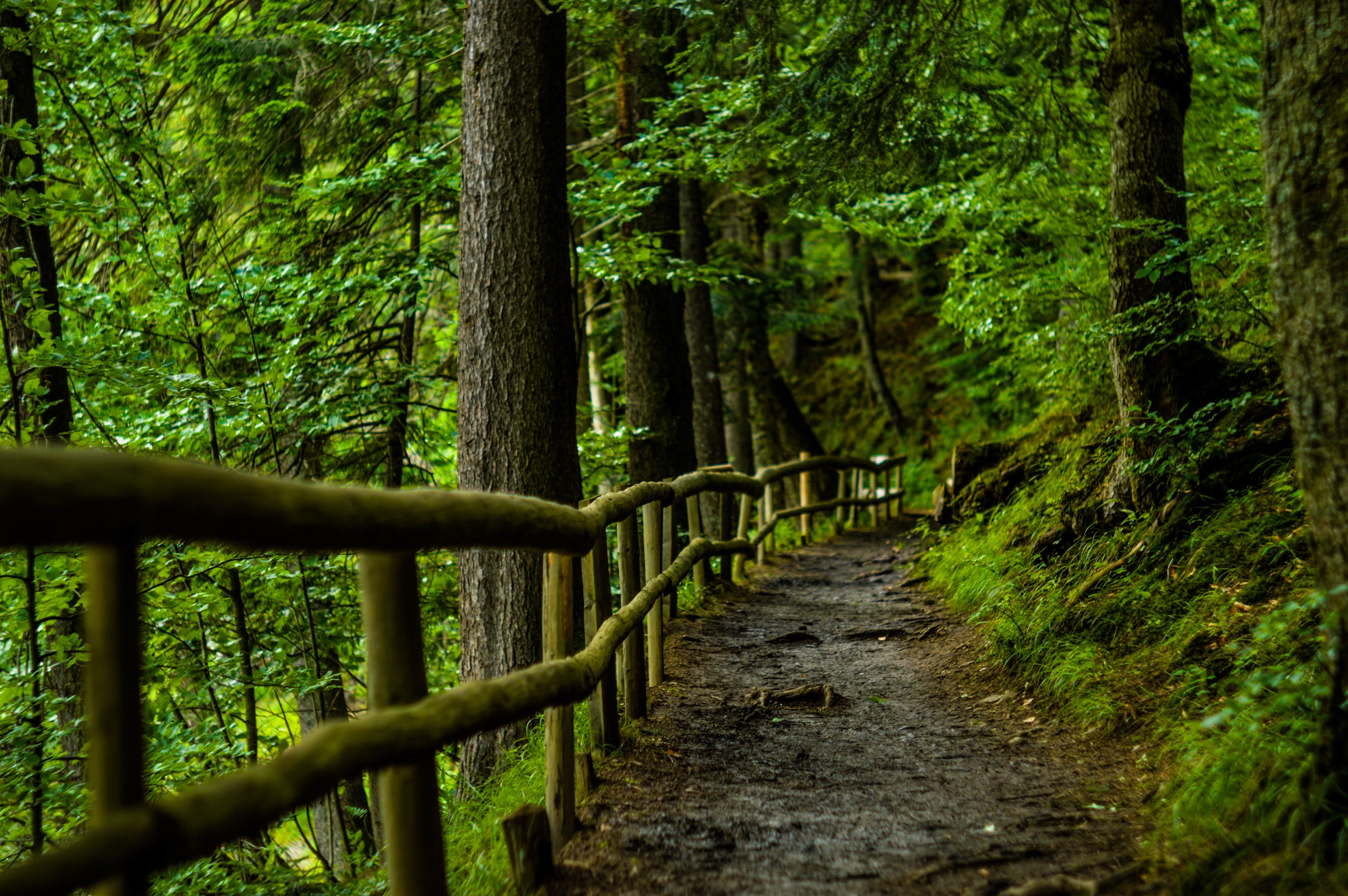 trunk, fence, tree trunk, trees, woodland, day, path, brown, near, tranquility, tree, travel, leaf, grass, the way forward, tranquil scene, outdoors, railing, HD Wallpaper