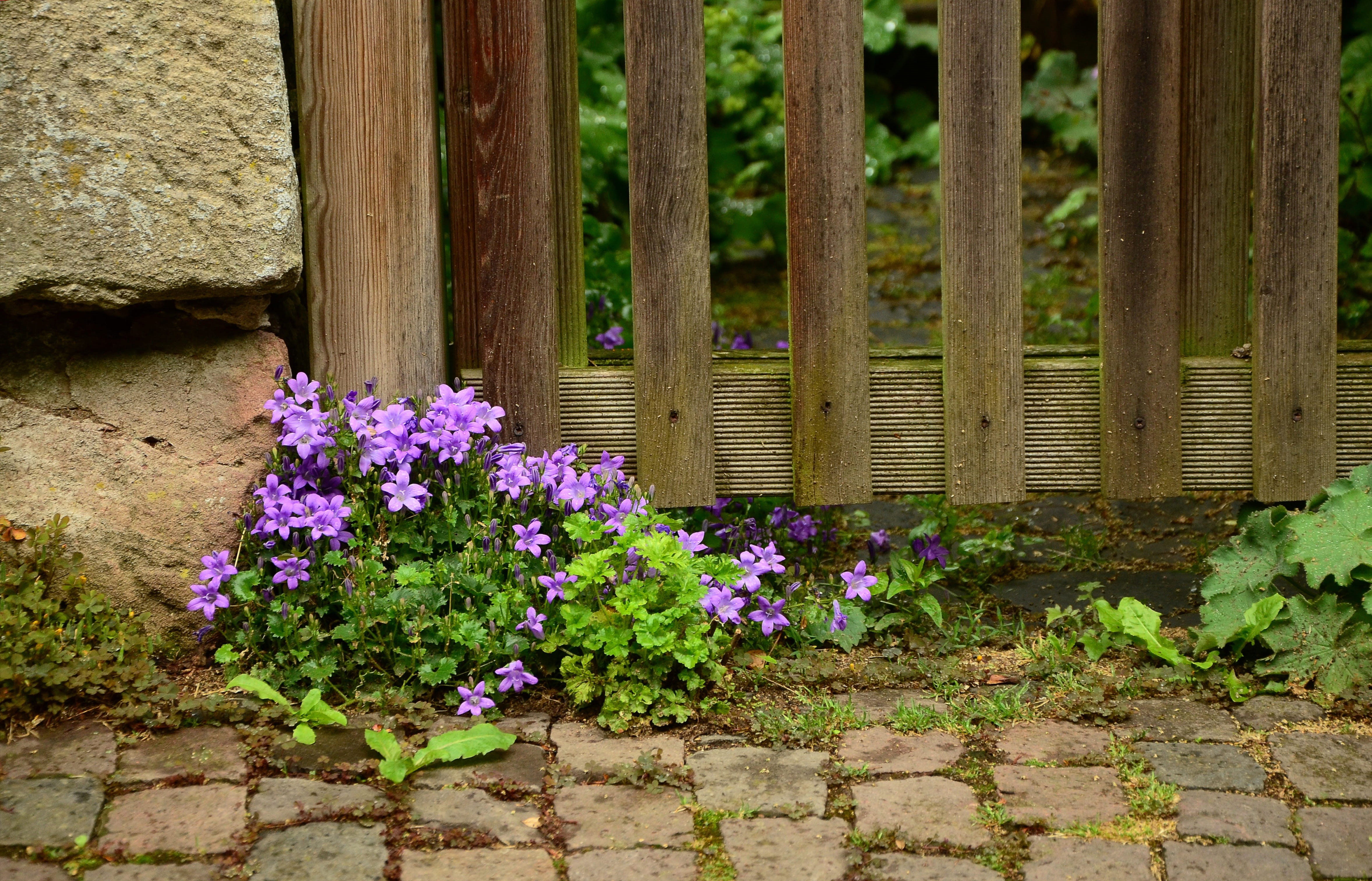 plants, garden fence, 4K, leaf, brown, boundary, flower, away, green Color, patch, Fence, architecture, green, plant part, bloom, Paling, idyllic, built structure, HD Wallpaper