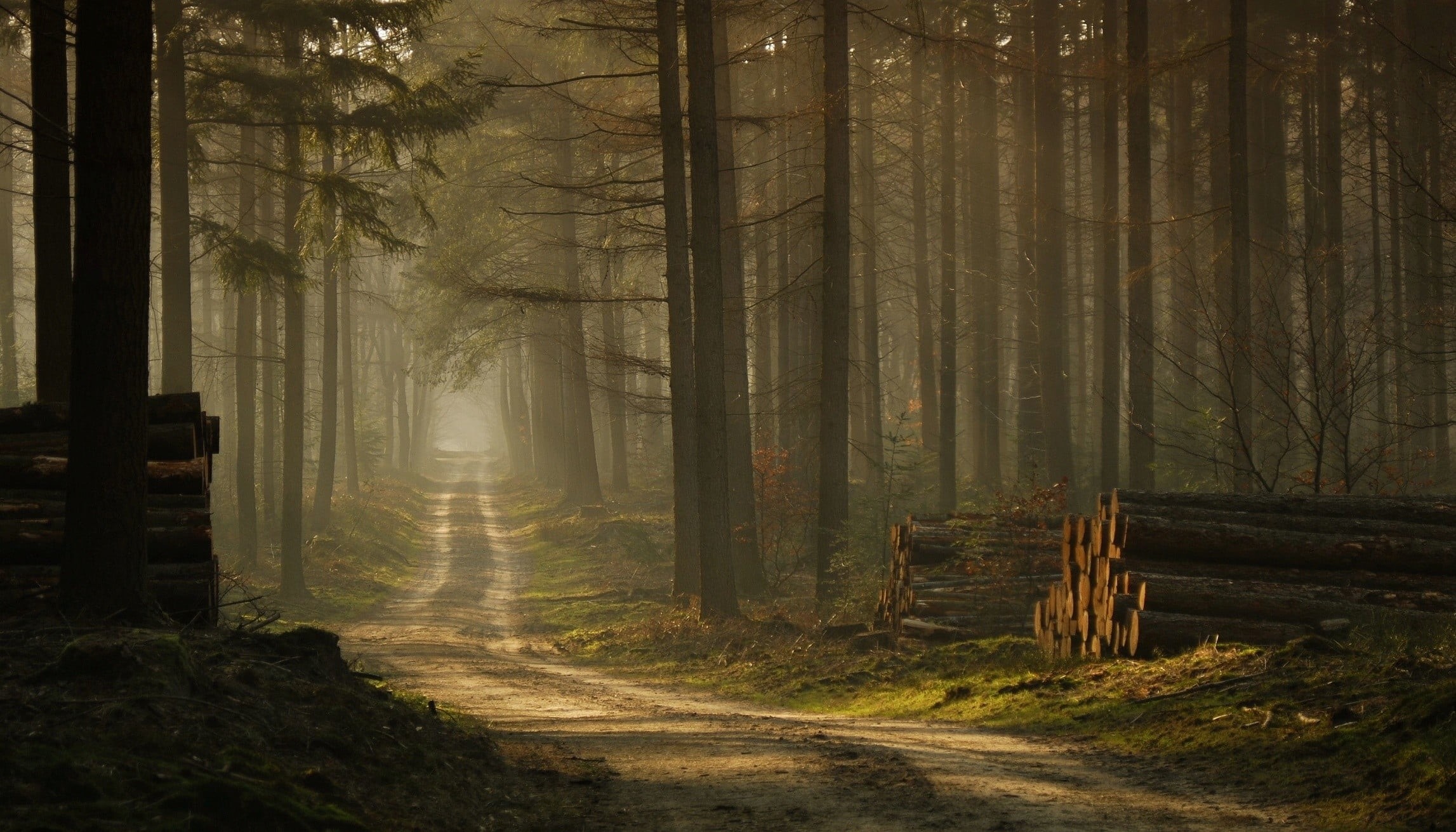 beauty in nature, grass, sunlight, no people, footpath, landscape, tranquility, outdoors, non-urban scene, morning, wood, wood - material, land, trees, HD Wallpaper