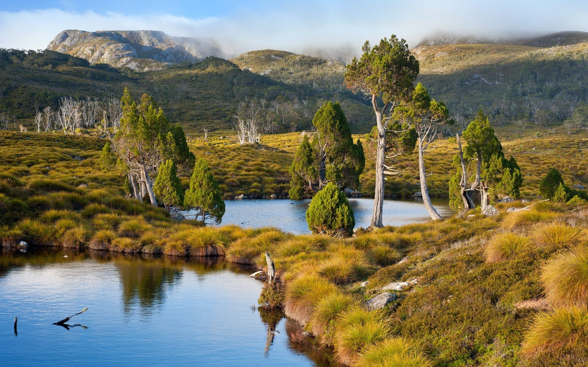 outdoors, vertebrate, sky, tranquility, animal wildlife, Australia, Tasmania, tree, landscape, animal themes, water, no people, nature, beauty in nature, HD Wallpaper