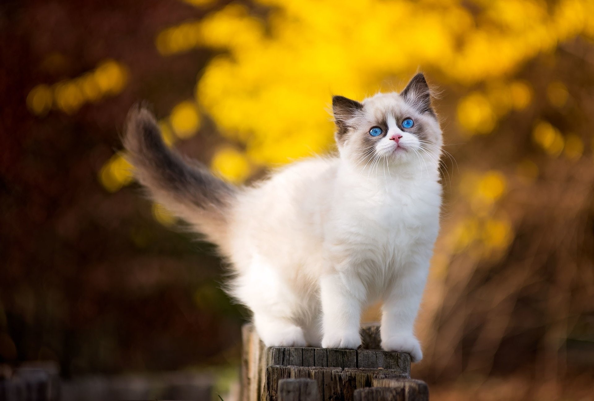 Animal, Bokeh, Cat, 1080P, Cats, Ragdoll, Kitten, HD Wallpaper