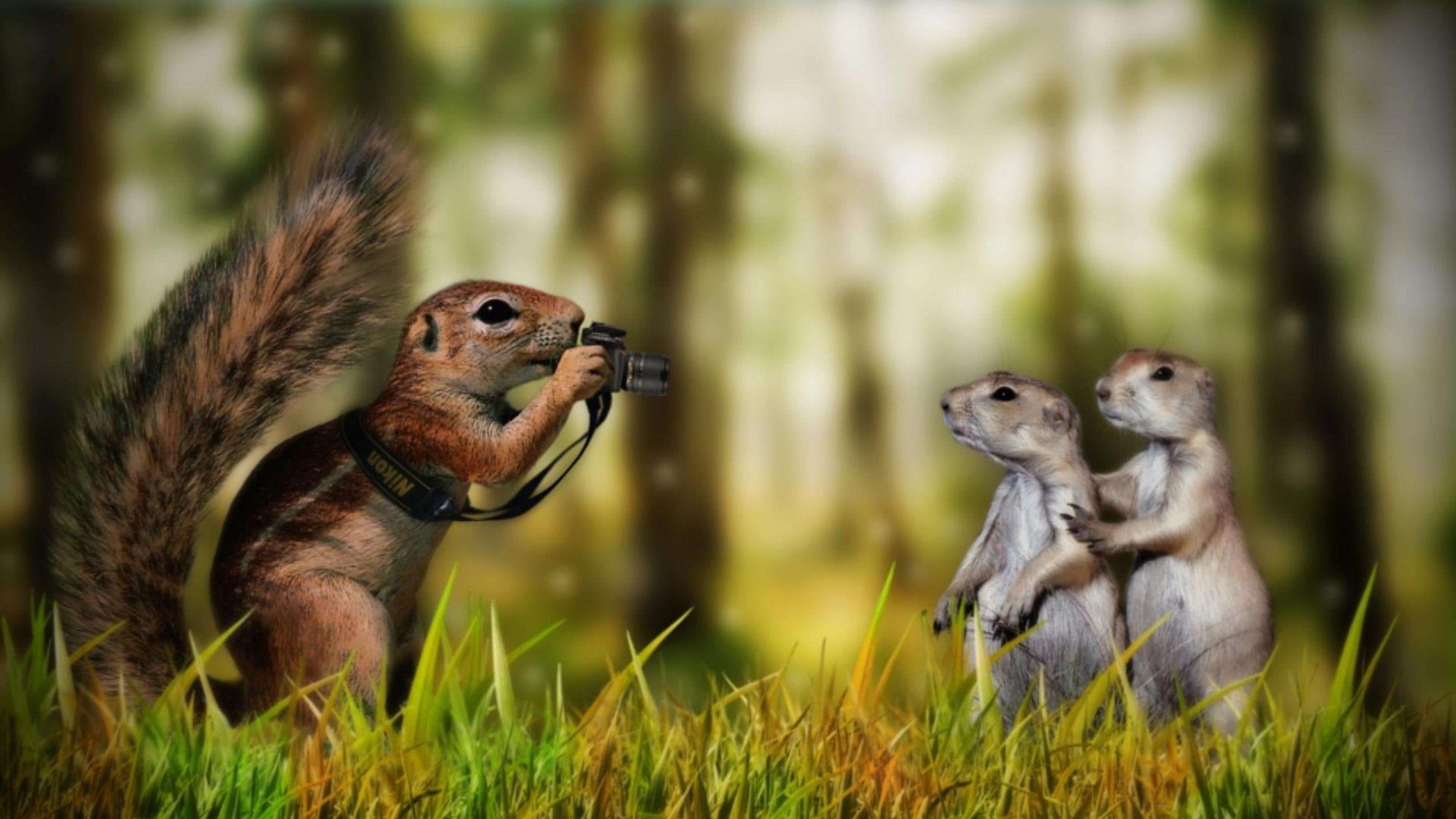 squirrels, animals, 2K, funny, HD Wallpaper