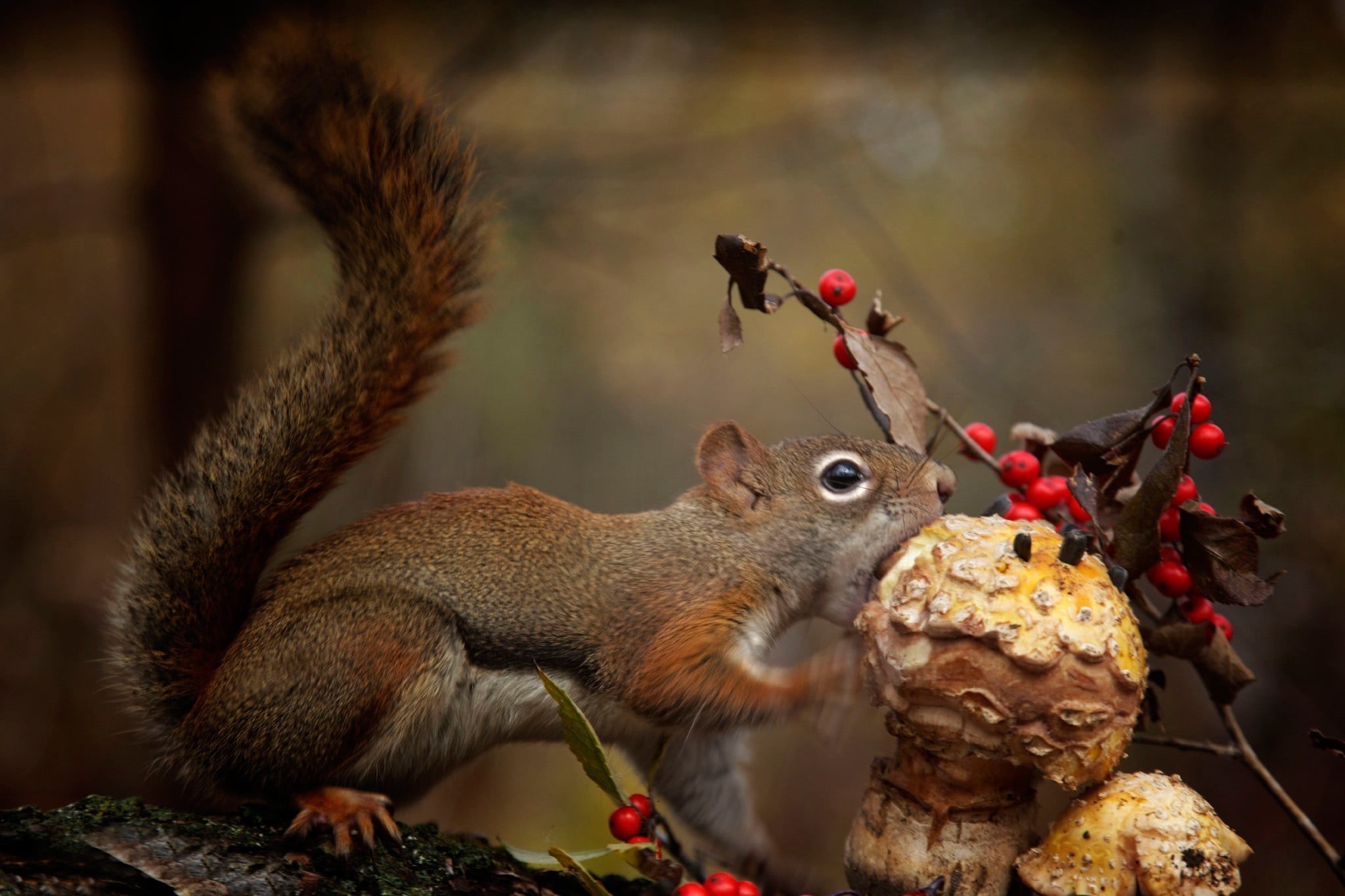 food, mammal, chipmunk, eating, rodent, mushroom, one animal, animal themes, 1080P, brown, squirrel, holding, animal, tree, day, food and drink, animals in the wild, HD Wallpaper