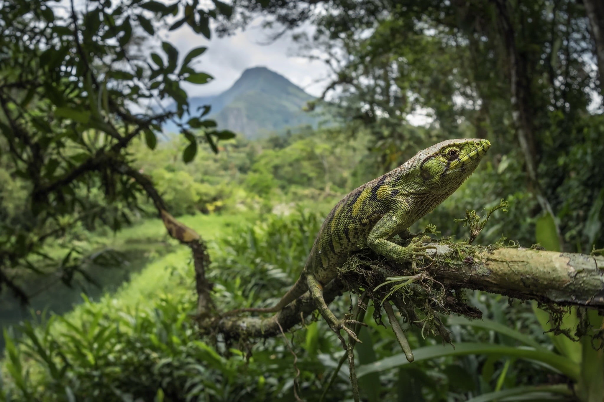 no people, lizard, animal wildlife, lizards, focus on foreground, gecko, jungle, animal scale, animal themes, 1080P, nature, chameleon, iguana, green, HD Wallpaper
