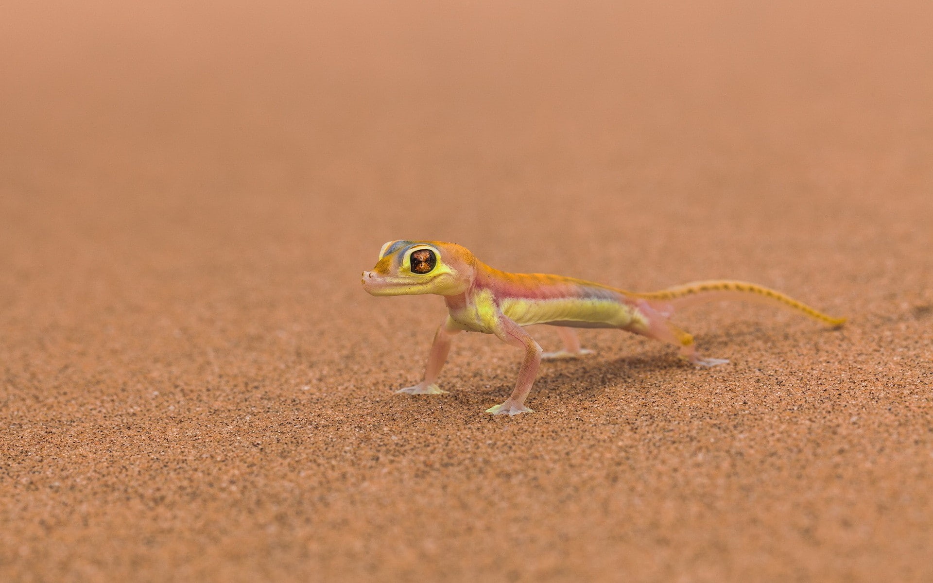 desert, reptiles, animals, vertebrate, animal themes, animal, one animal, side view, no people, sand, lizard, gecko, animals in the wild, reptile, nature, HD Wallpaper