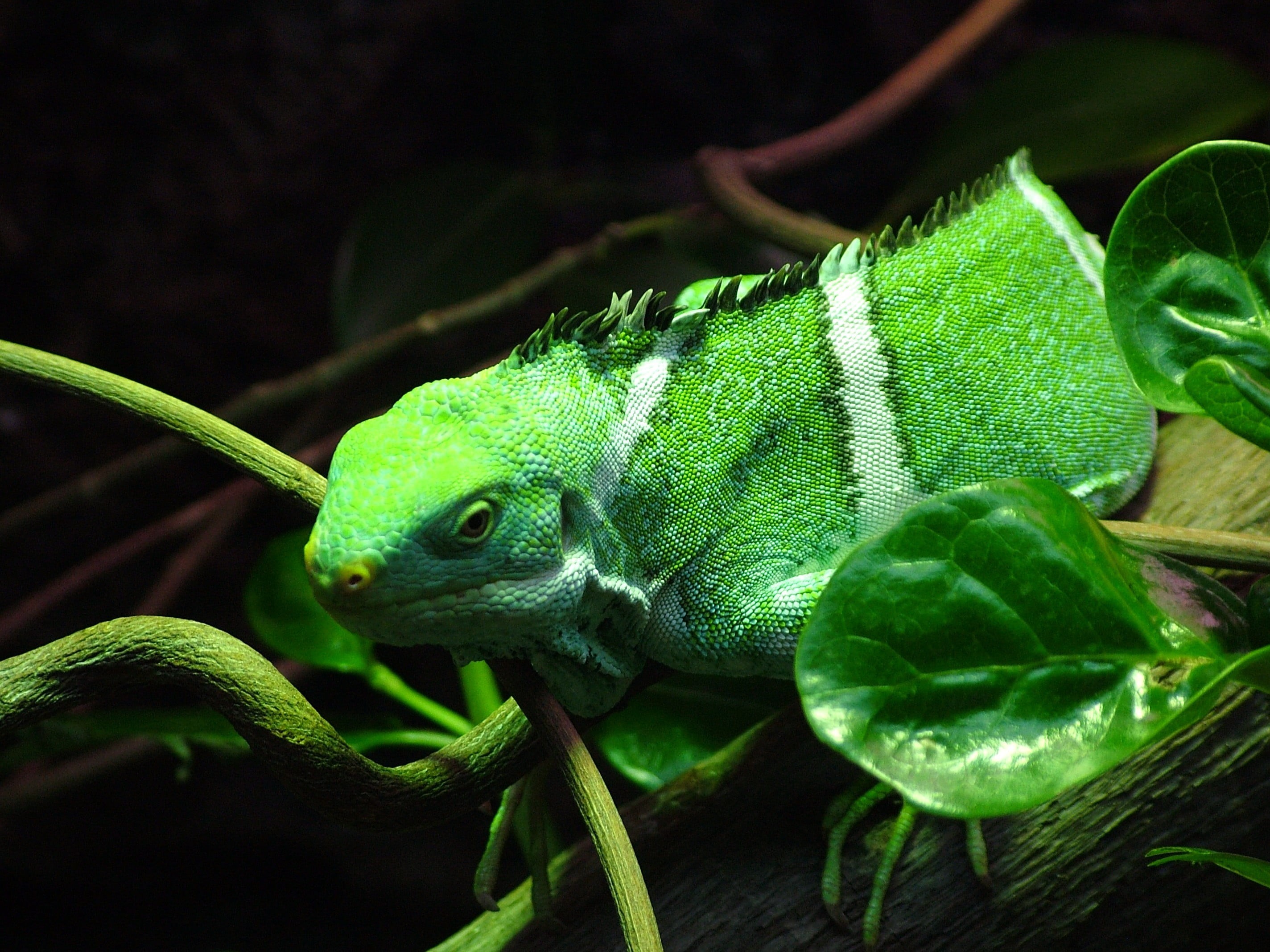 green color, animal themes, one animal, leaf, no people, green, animals in the wild, branch, animal body part, plant, animal, leopard geckos, vertebrate, HD Wallpaper