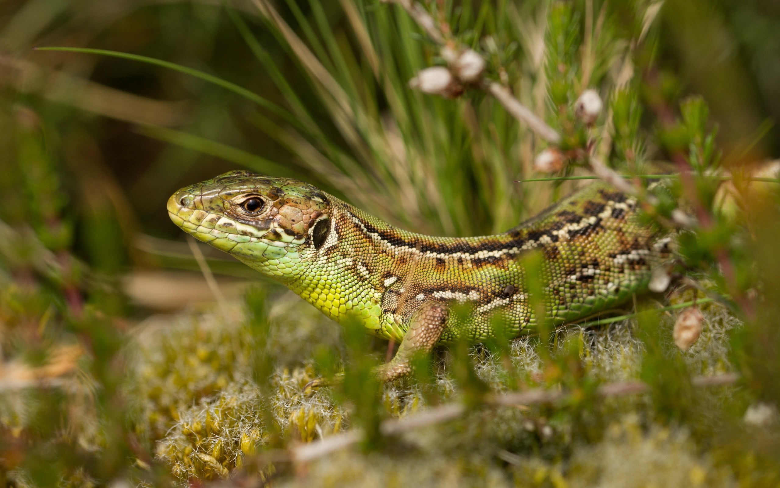 no people, 2K, plant, outdoors, nature, animal scale, animal eye, animal, animal body part, land, one animal, animal themes, day, animals, reptiles, field, HD Wallpaper