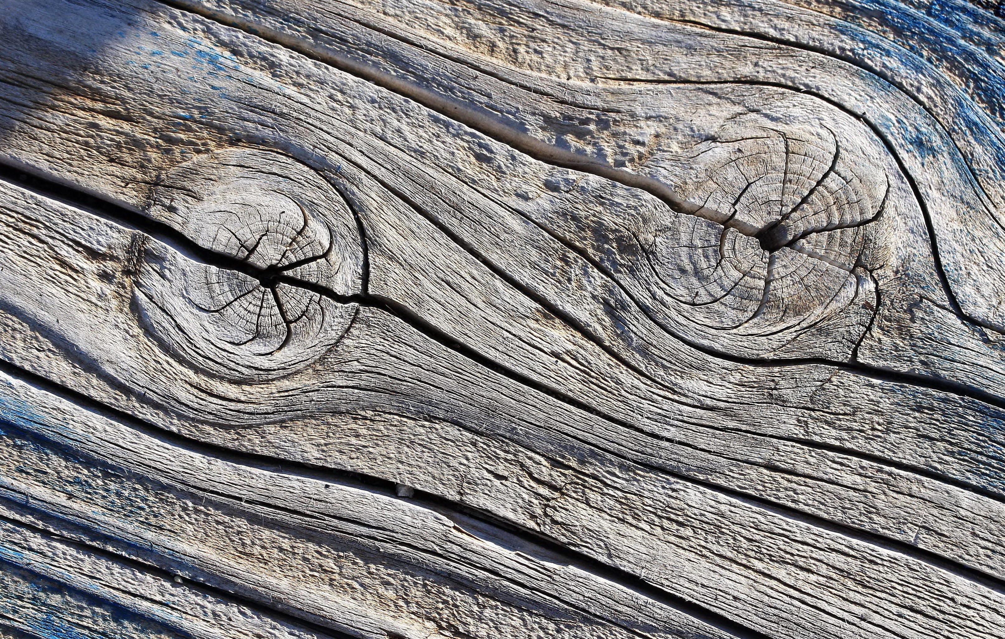 bark, textured, cracked, close-up, texture, nature, tree trunk, tree, wood, 2K, full frame, wood - material, brown, natural pattern, wood grain, trunk, HD Wallpaper