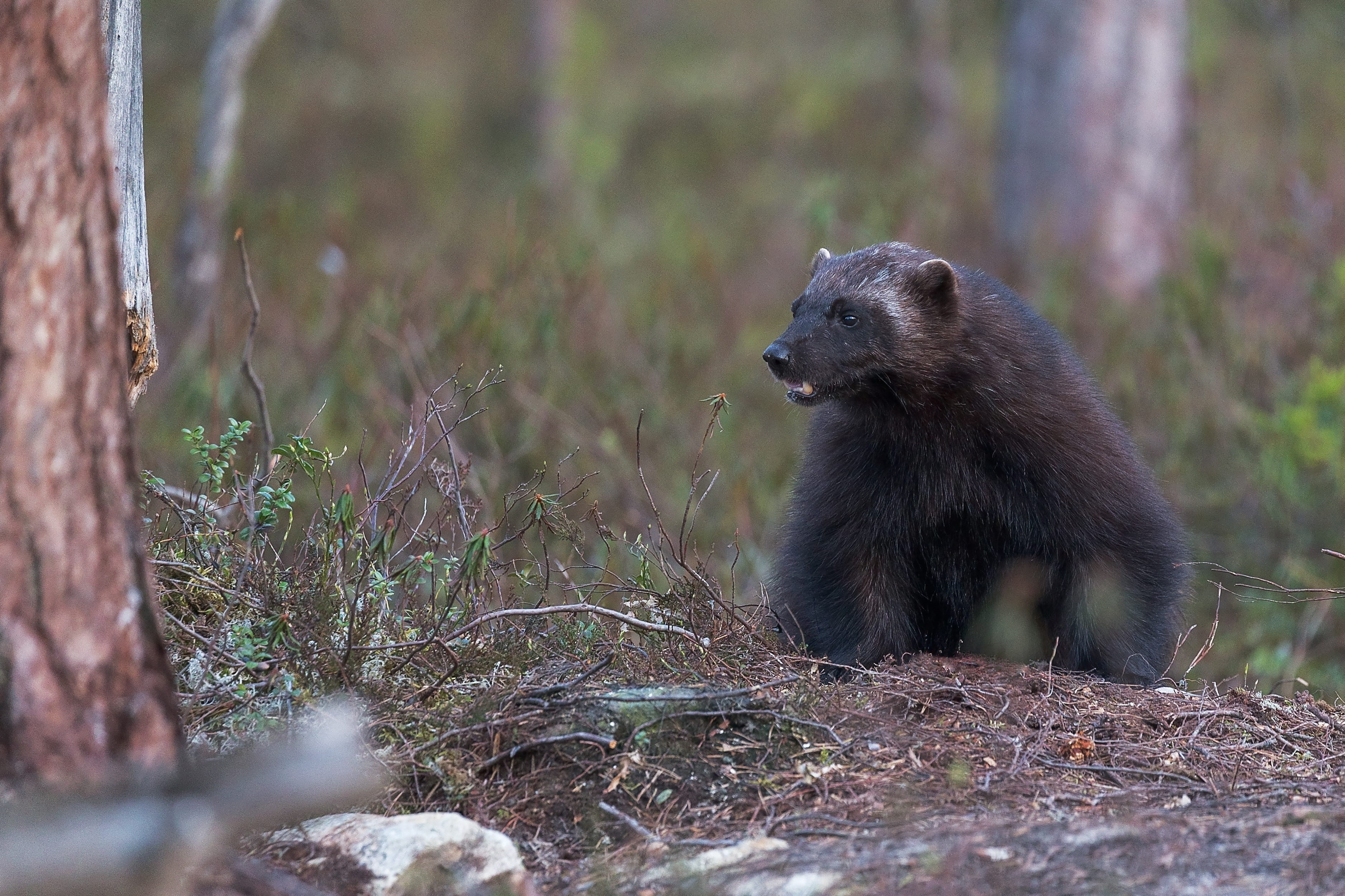 2K, one animal, wildlife, mammal, wild, photo, wolverine, gray, focus, vertebrate, forest, nature, animals hunting, animals in the wild, day, tree, bark, HD Wallpaper