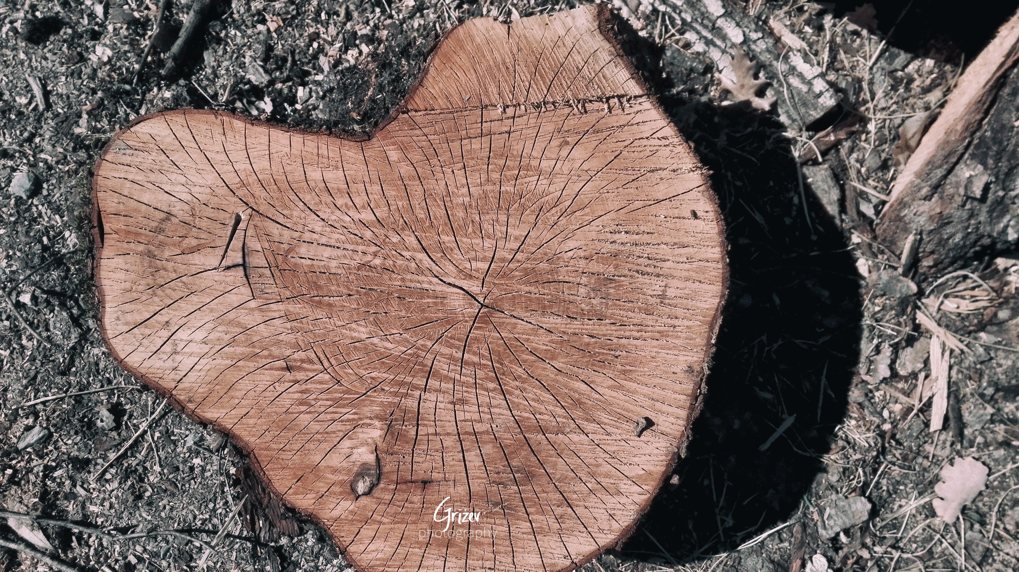 tree, sheet, environmental issues, tree bark, Falling Water, wood, forest, tree stump, log, tree trunk, nature, grass, outdoors, 4K, no people, bark, timber, HD Wallpaper