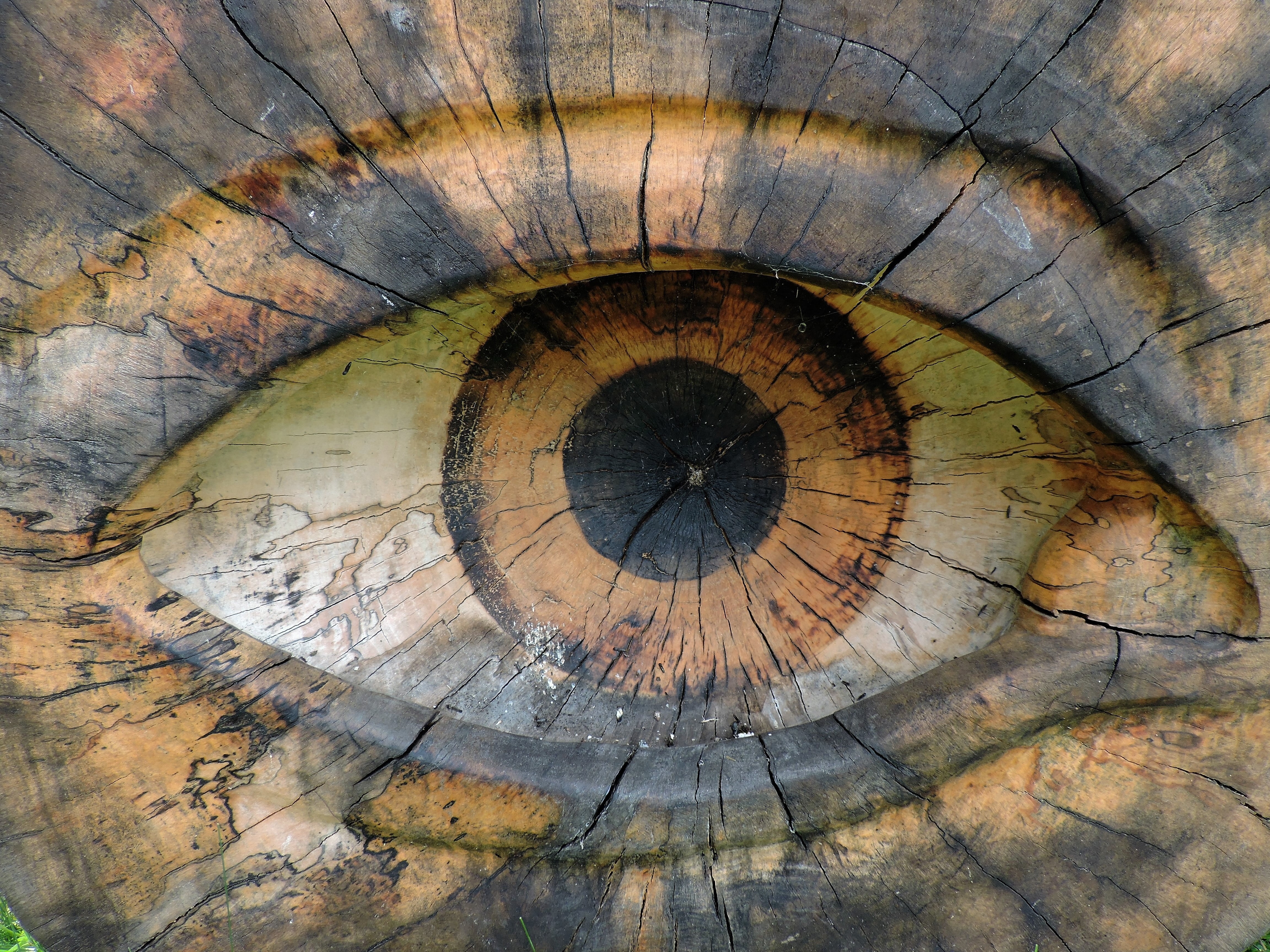 wood - Material, brown, tree ring, nature, shape, art, pattern, design, textured, close-up, cracked, wood, day, old, directly below, 4K, close, no people, HD Wallpaper