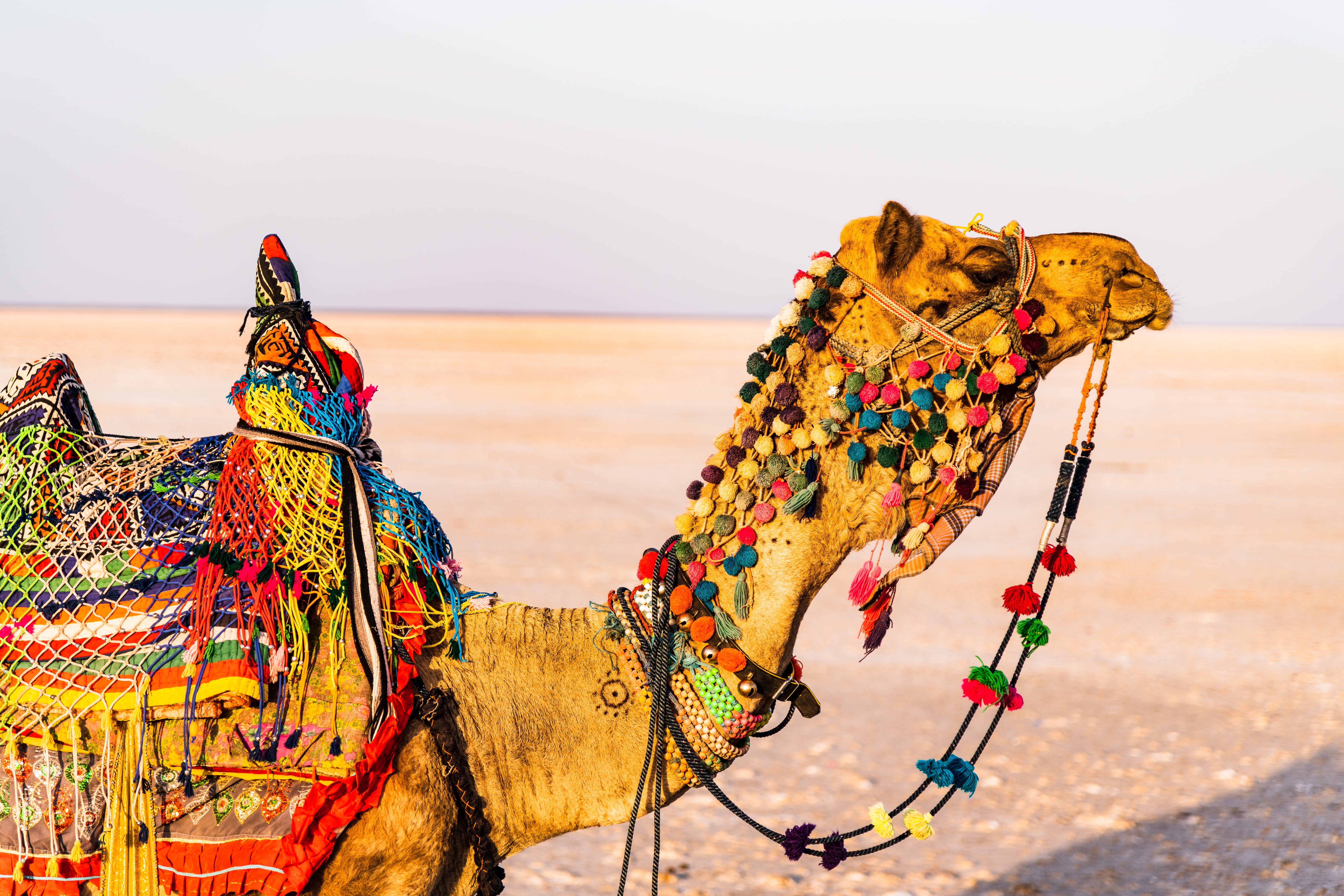 sky, domestic animals, field, road, chain, india, multi colored, land, nature, 8K, working animal, animals, daytime, domestic, animal themes, creativity, HD Wallpaper